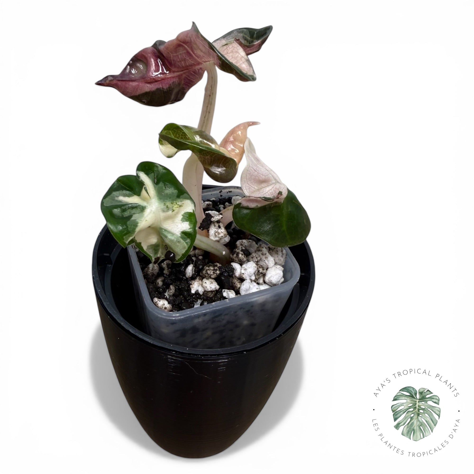 Alocasia Heart Balloon Pink variegated