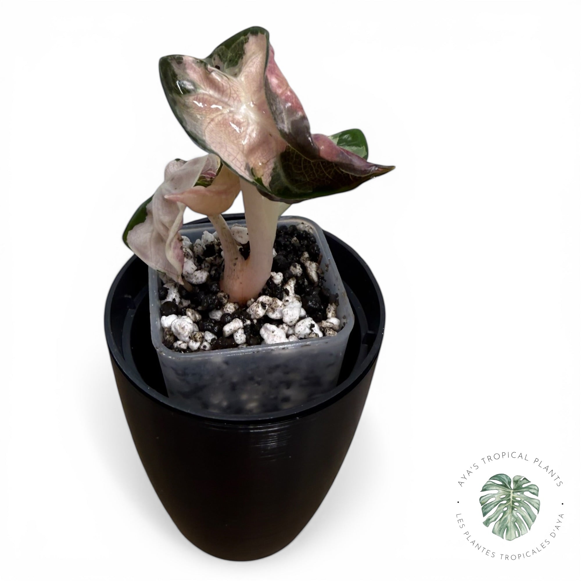 Alocasia Heart Balloon Pink variegated