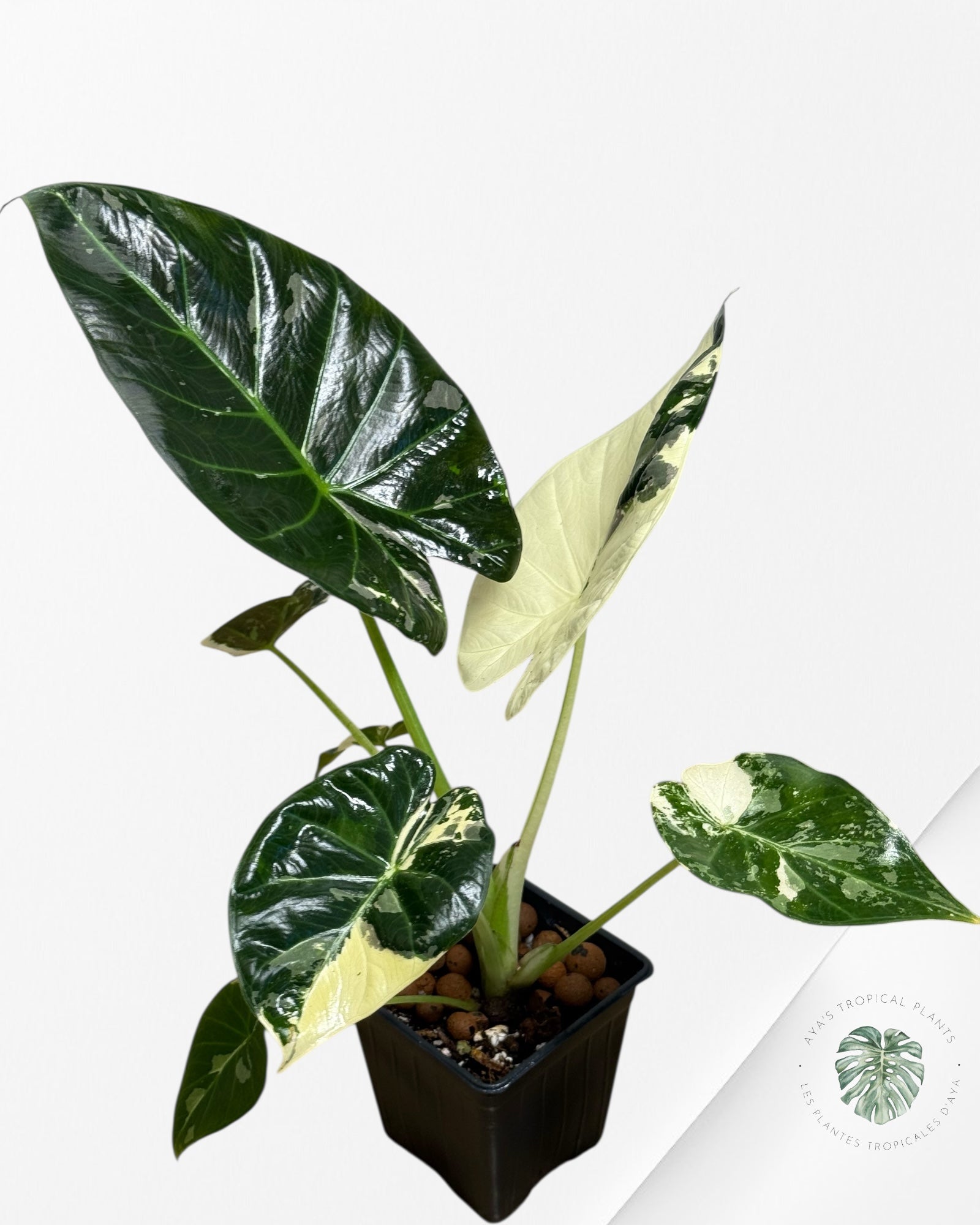 Alocasia Regal Shield Albo