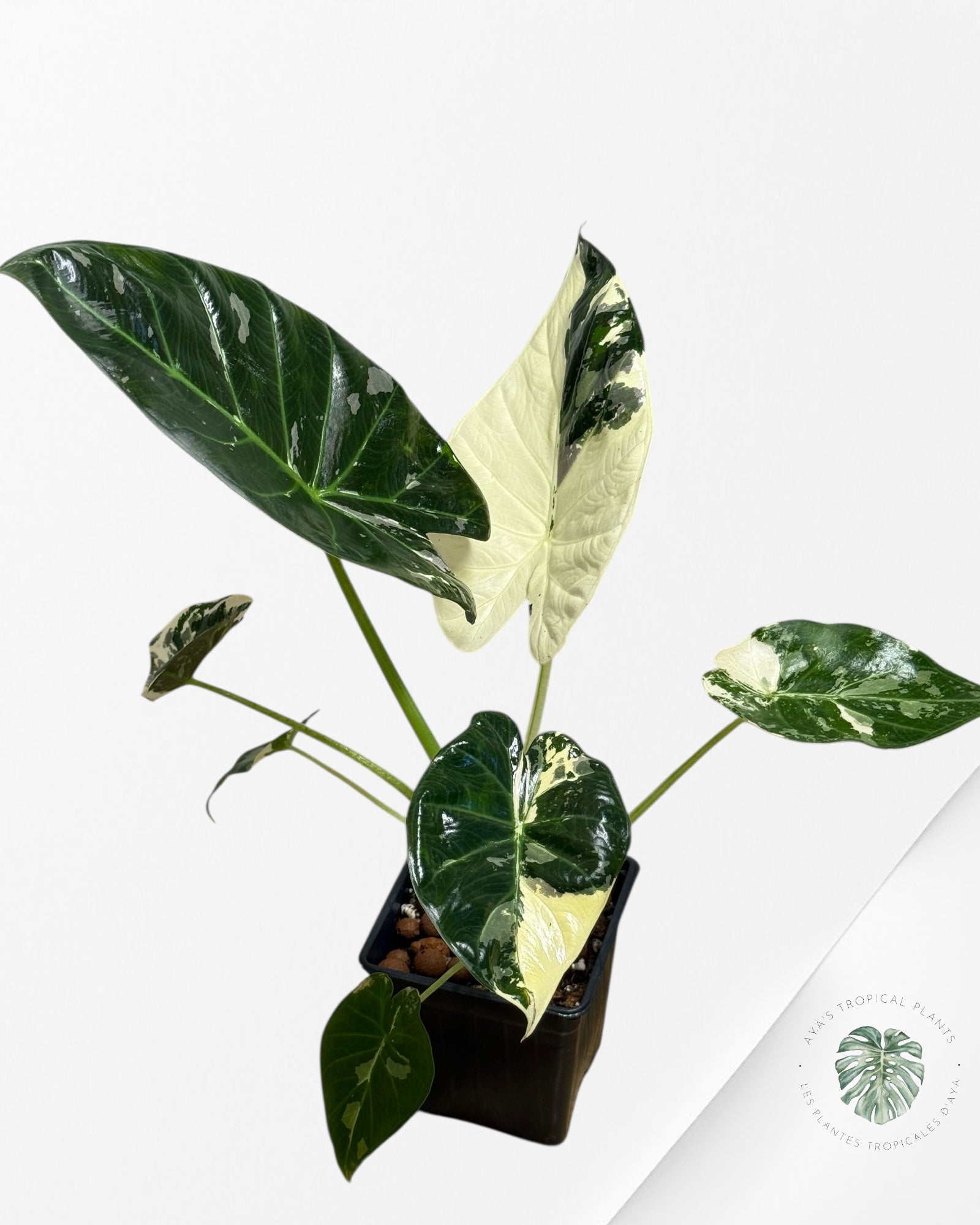 Alocasia Regal Shield Albo