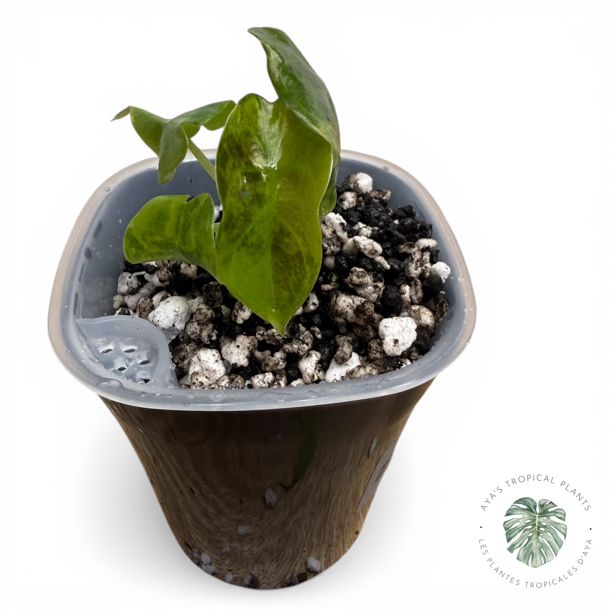 Alocasia suhirmaniana Aurea