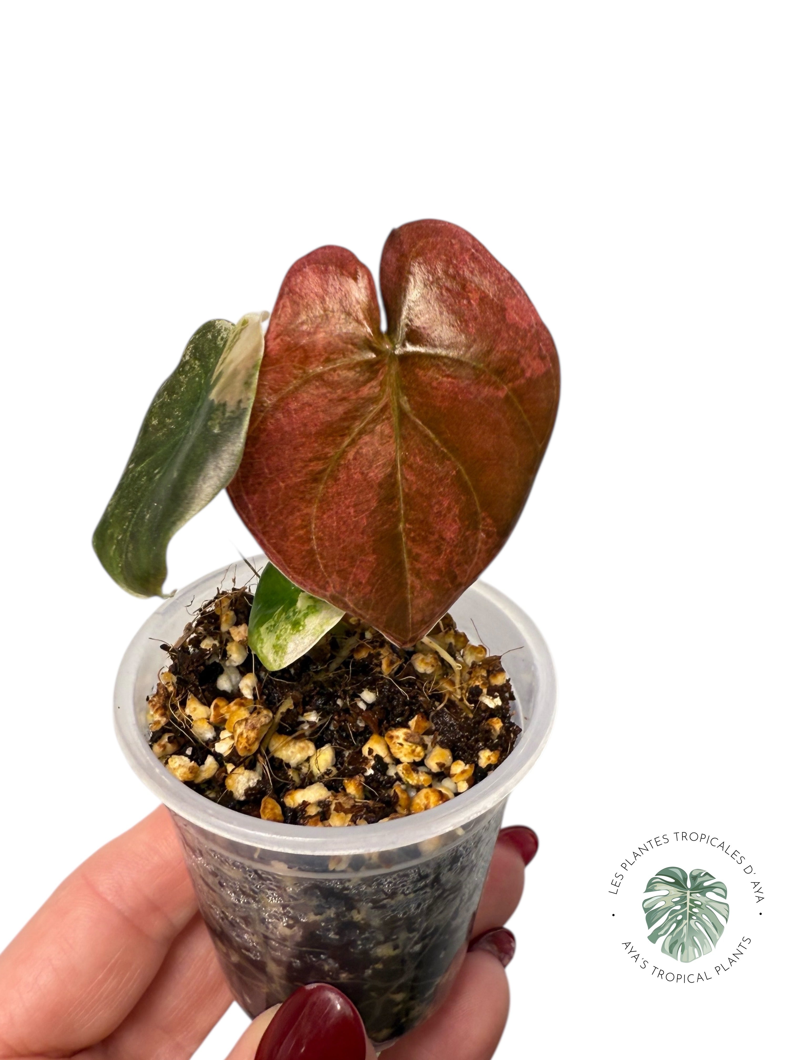 Alocasia Cuprea Golden Latte variegated | Rare TC Plant| Aya's Tropical Plants