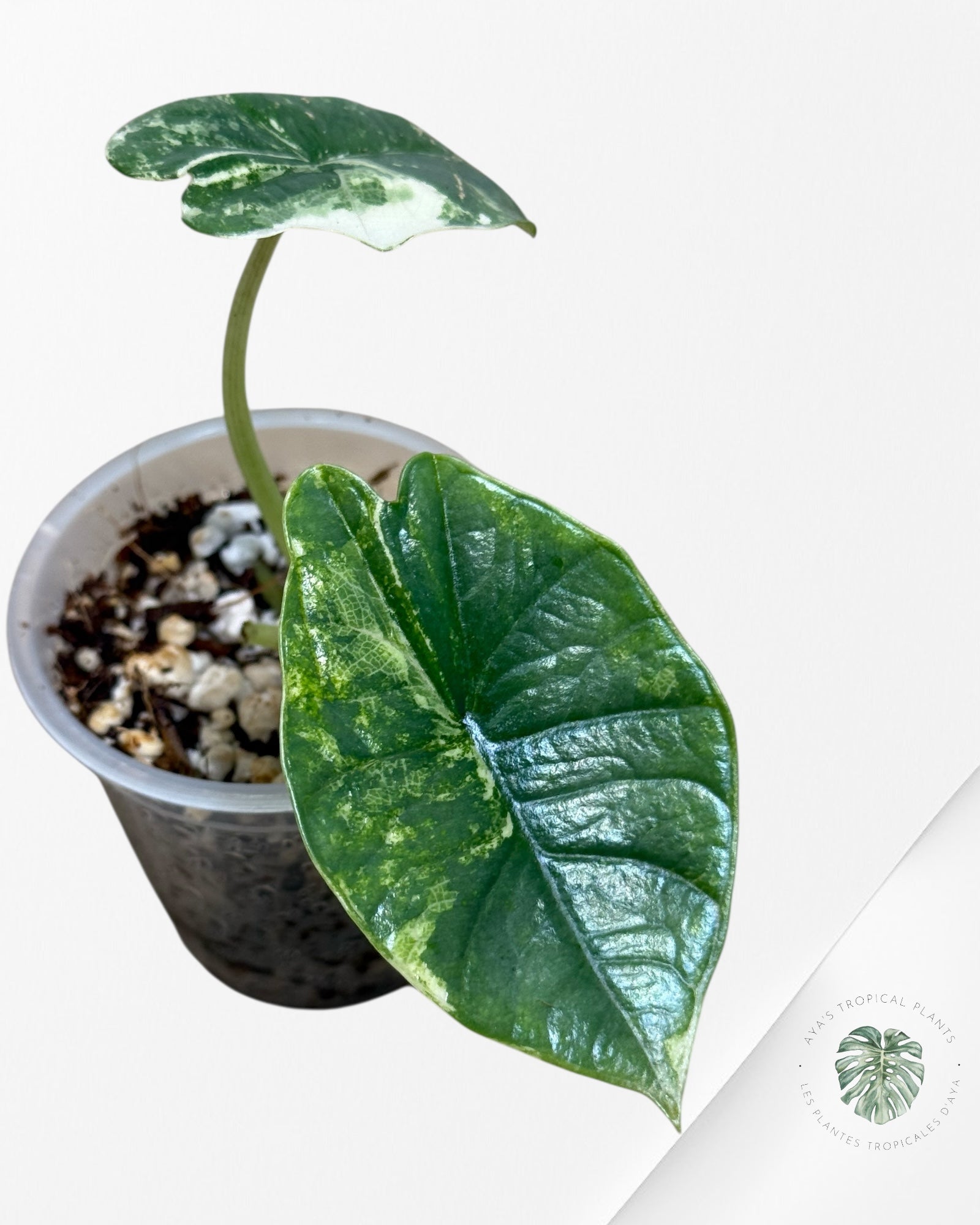 Alocasia Bisma sp. 'Platinum' Albo Variegated - 3040