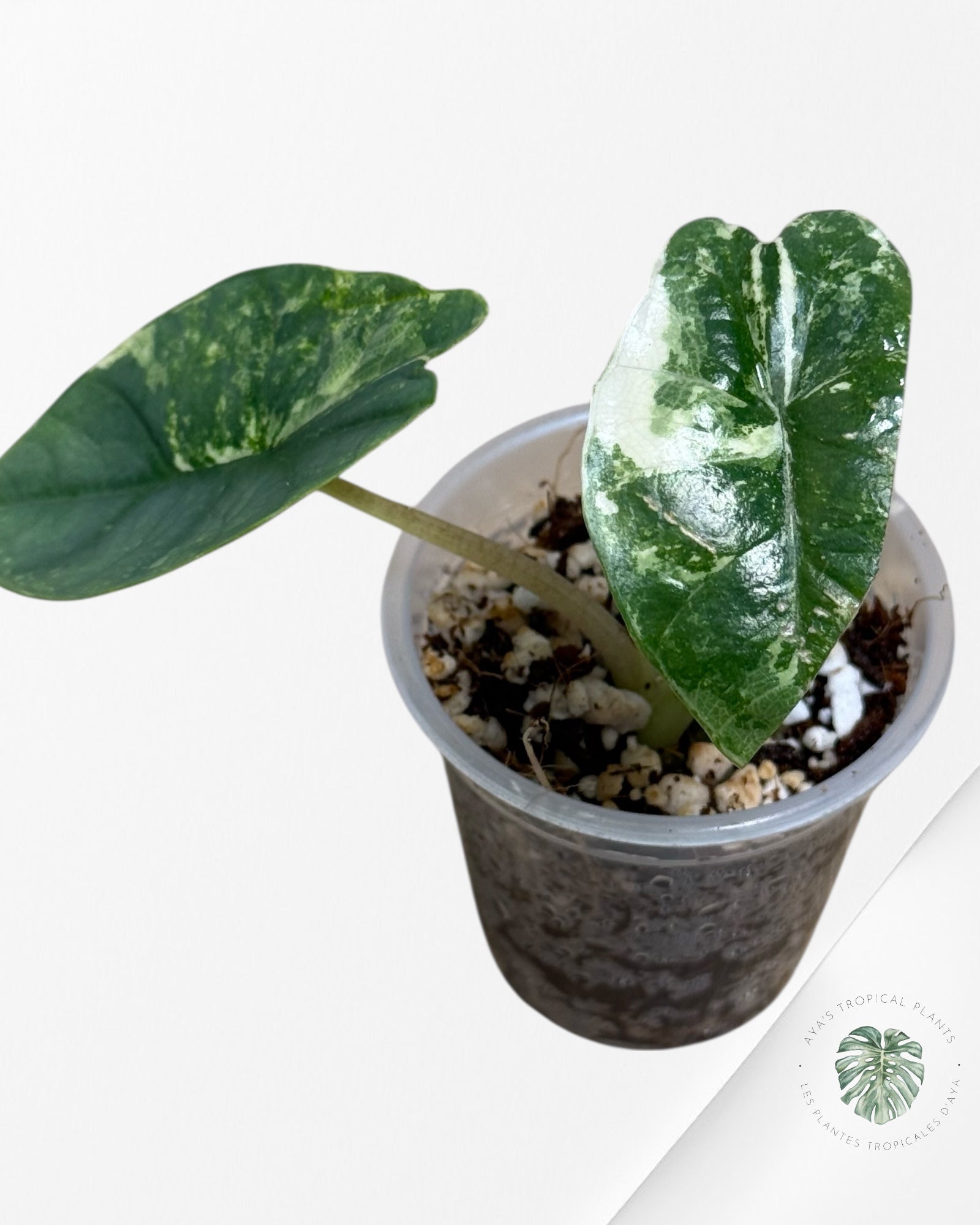 Alocasia Bisma sp. 'Platinum' Albo Variegated - 3040
