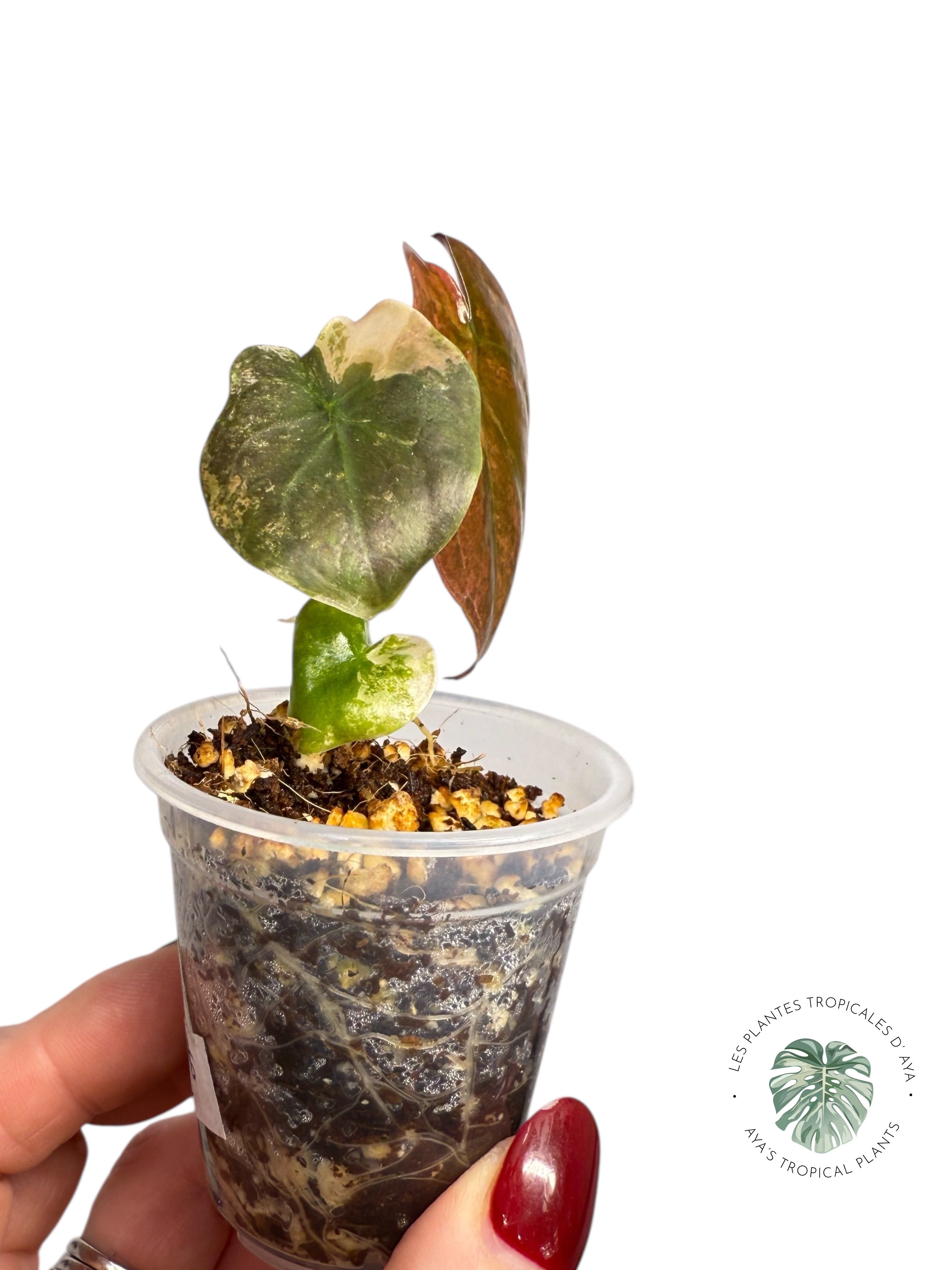 Alocasia Cuprea Golden Latte variegated | Rare TC Plant| Aya's Tropical Plants