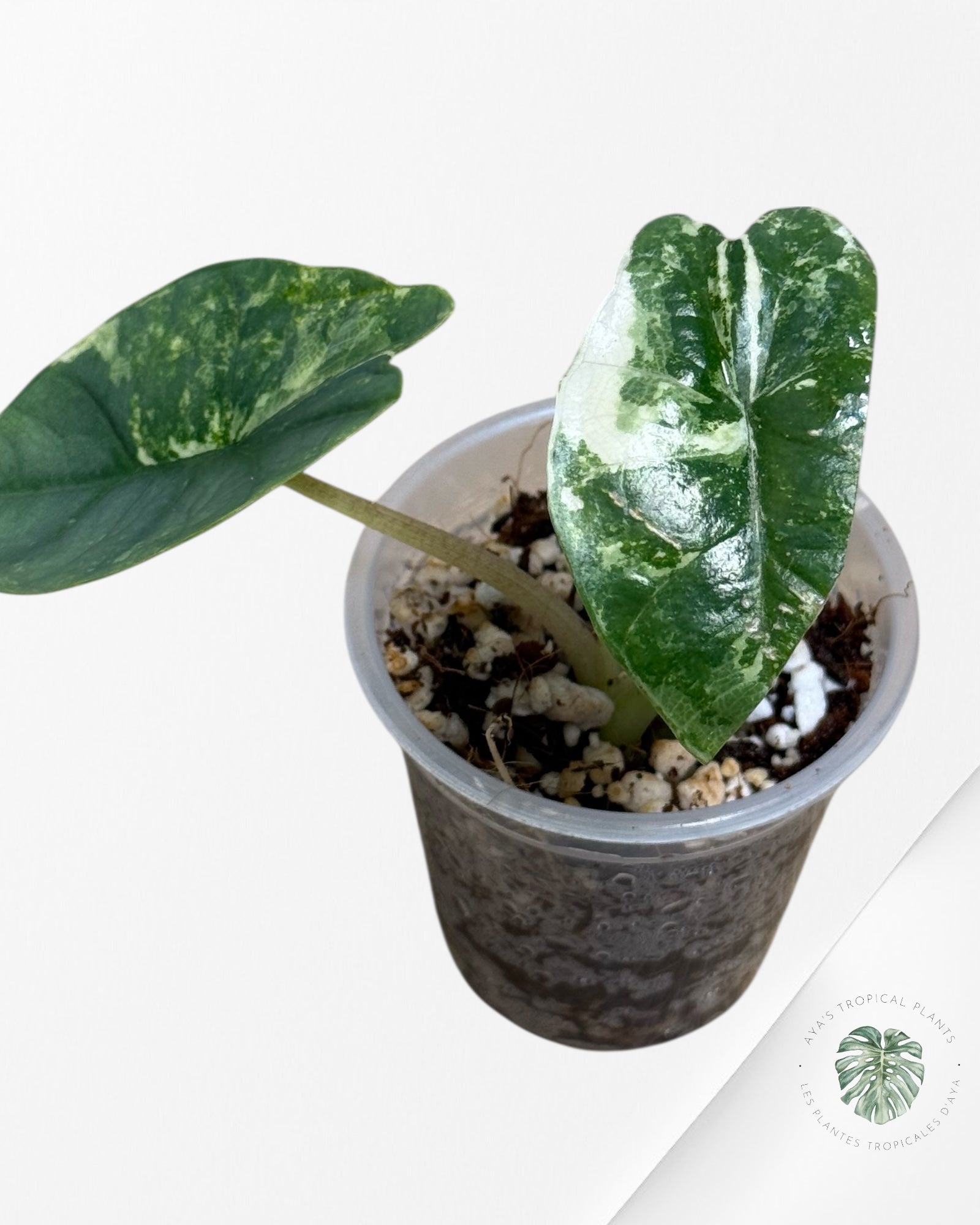 Alocasia Bisma sp. 'Platinum' Albo Variegated - 3040