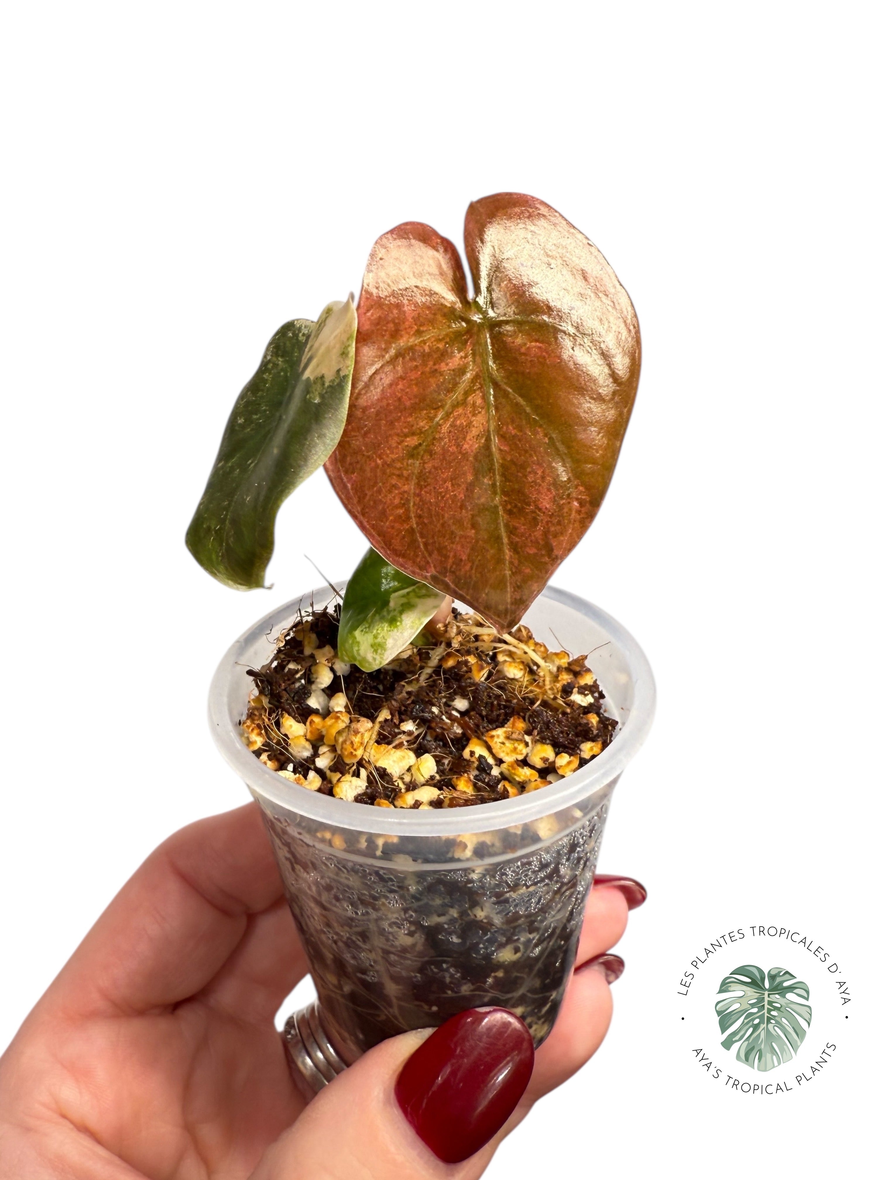 Alocasia Cuprea Golden Latte variegated | Rare TC Plant| Aya's Tropical Plants