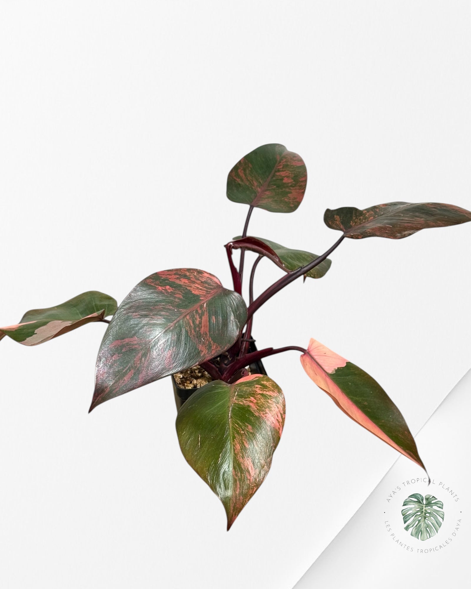 Philodendron Pink Princess Tricolor