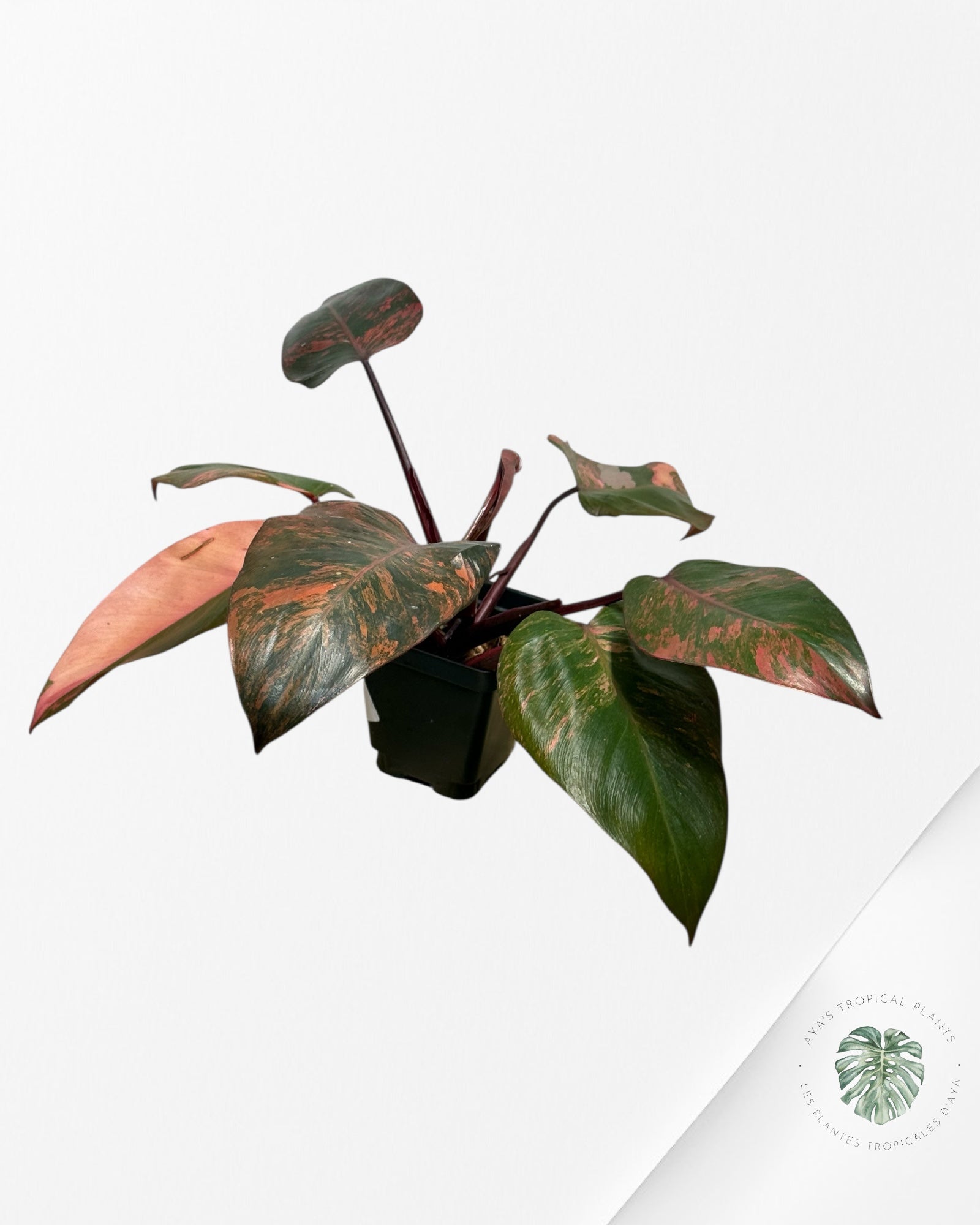 Philodendron Pink Princess Tricolor