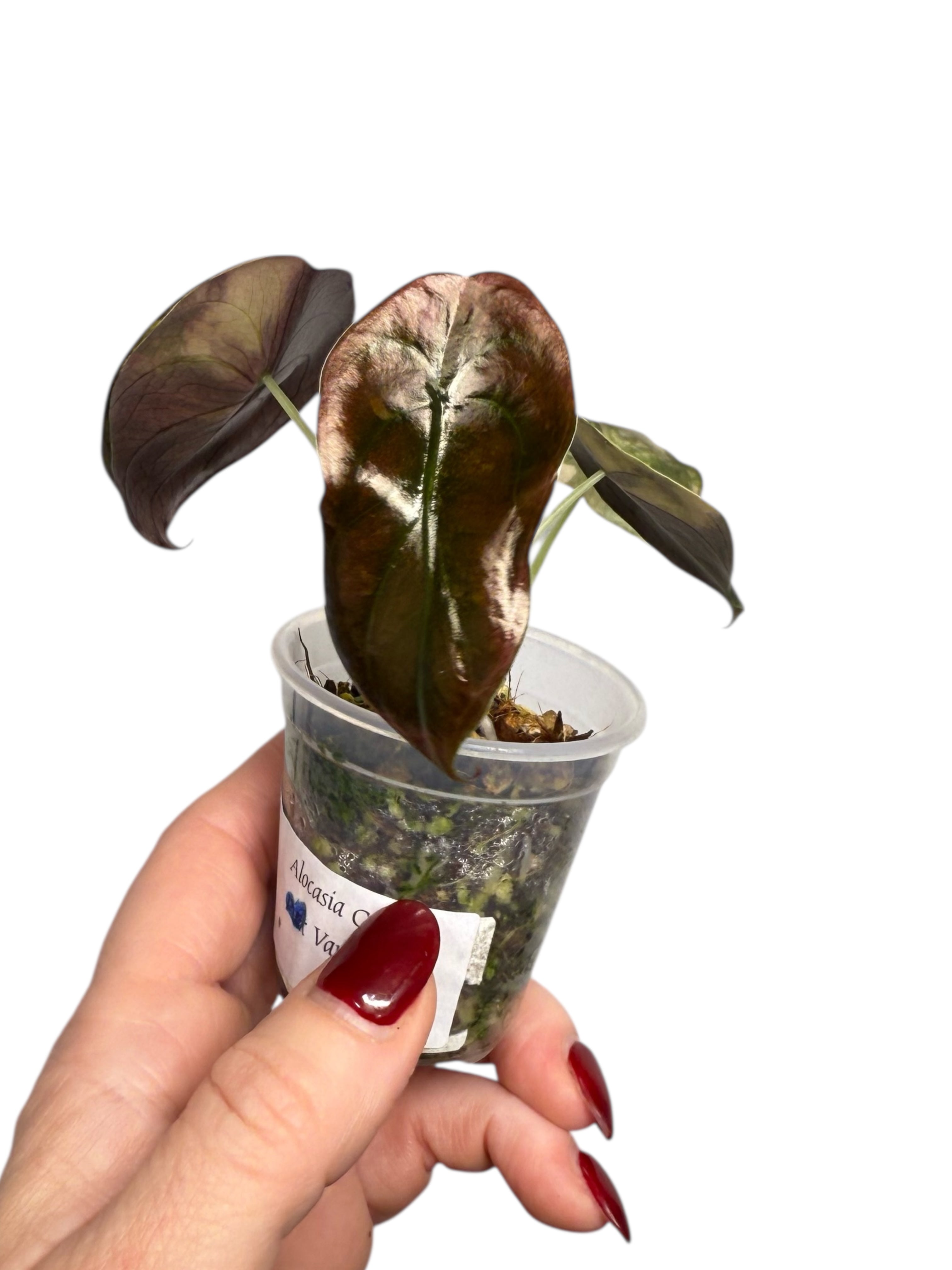 Alocasia Cuprea Golden Latte variegated | Rare TC Plant| Aya's Tropical Plants