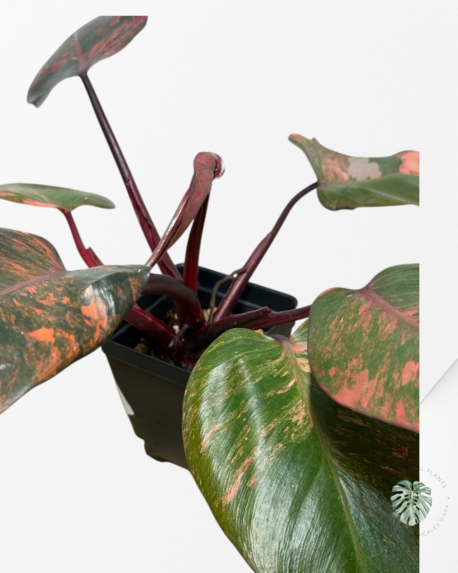 Philodendron Pink Princess Tricolor