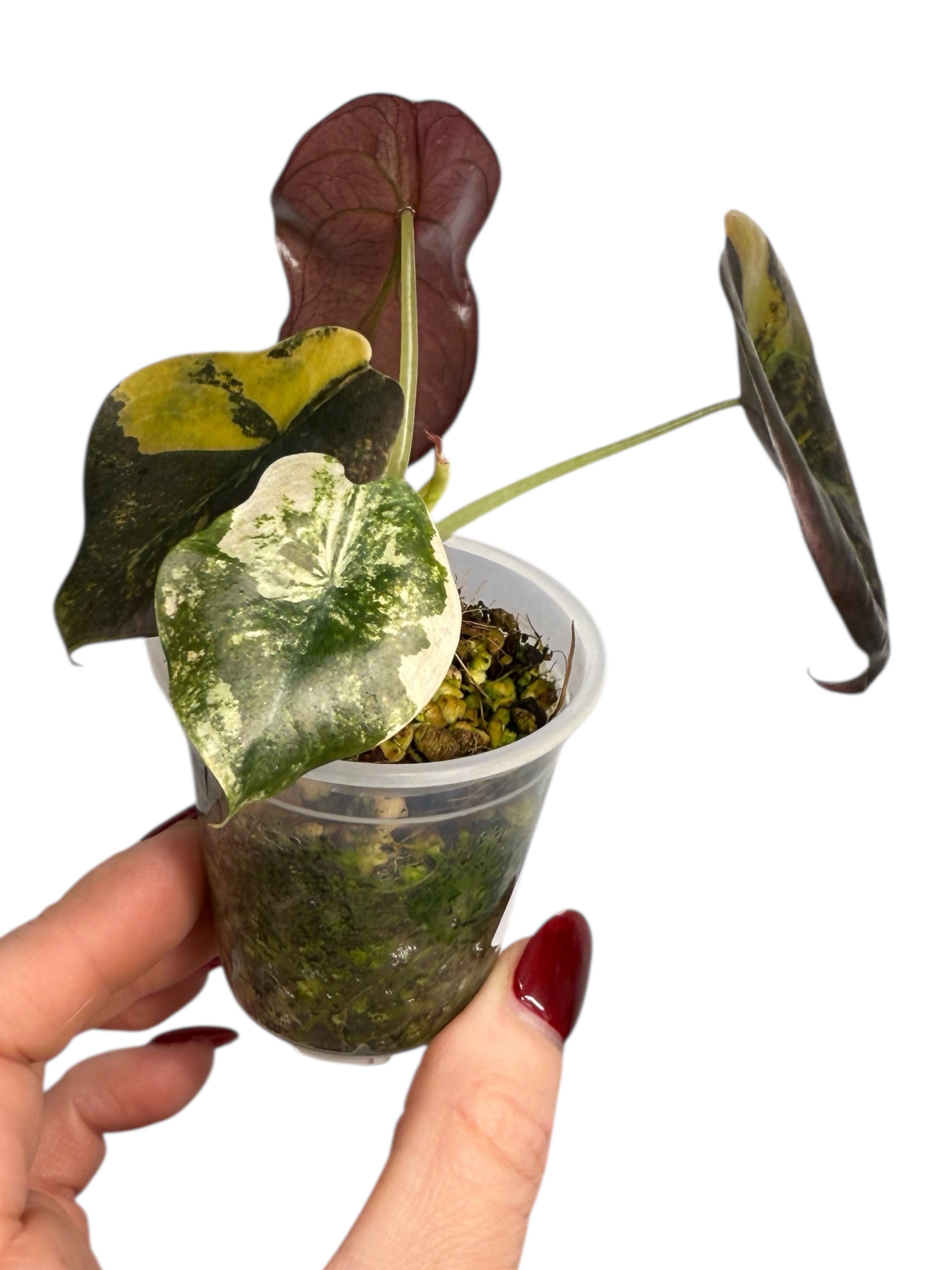 Alocasia Cuprea Golden Latte variegated | Rare TC Plant| Aya's Tropical Plants