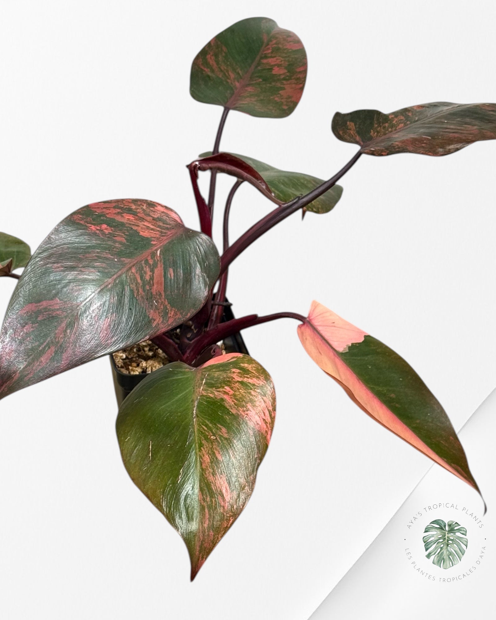 Philodendron Pink Princess Tricolor