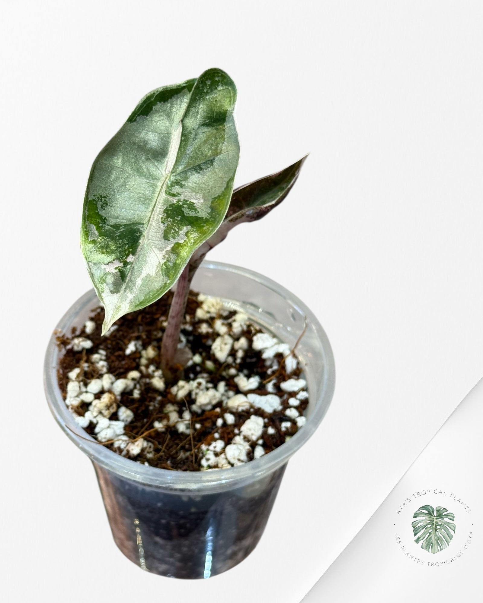 Alocasia Alocasia Pseudo Sanderiana Albo/Pink - 333