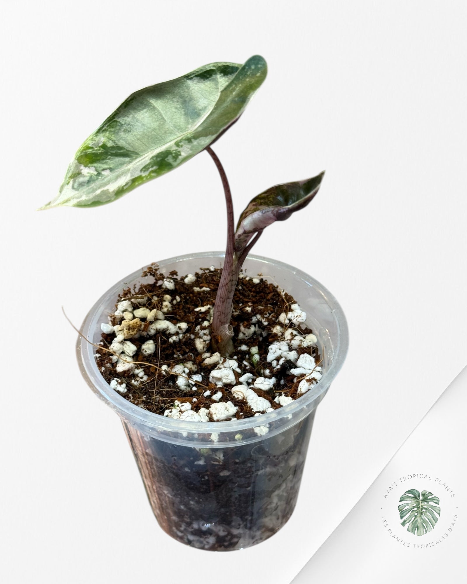 Alocasia Alocasia Pseudo Sanderiana Albo/Pink - 333