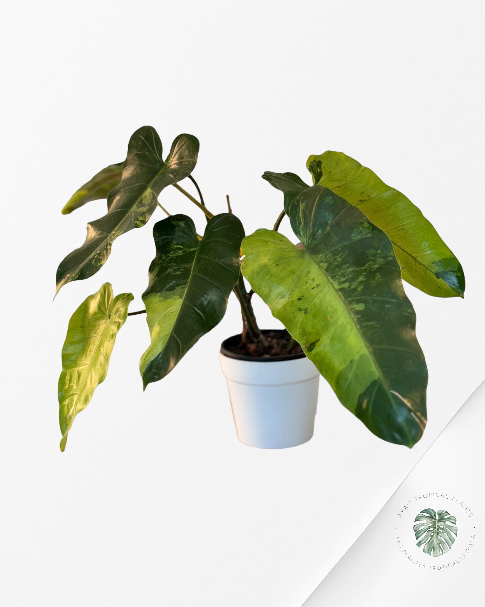 Philodendron Whipple Way-XXL