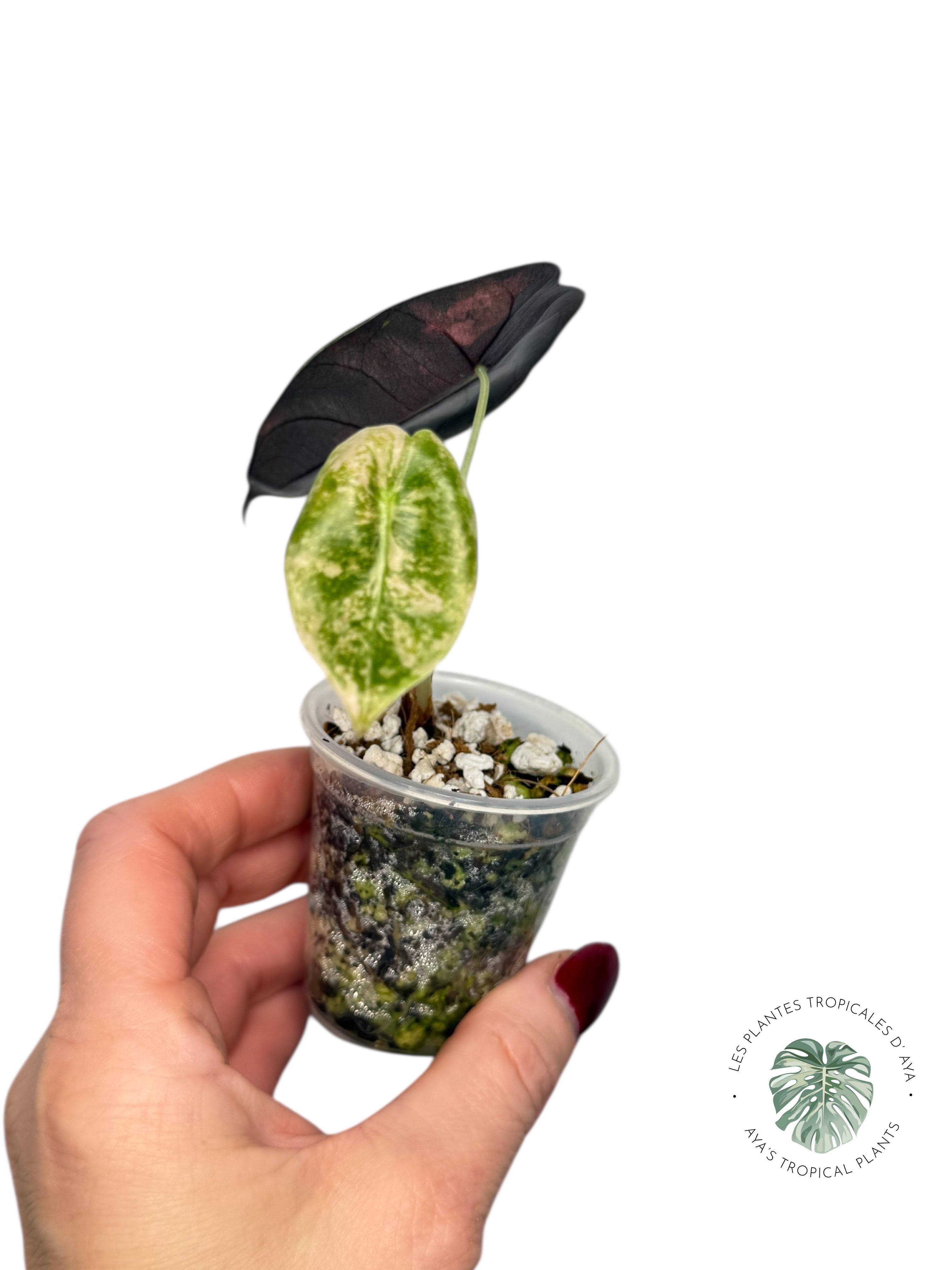 Alocasia Sedenii Aurea panachée| Plante TC rare| Les plantes tropicales d'Aya