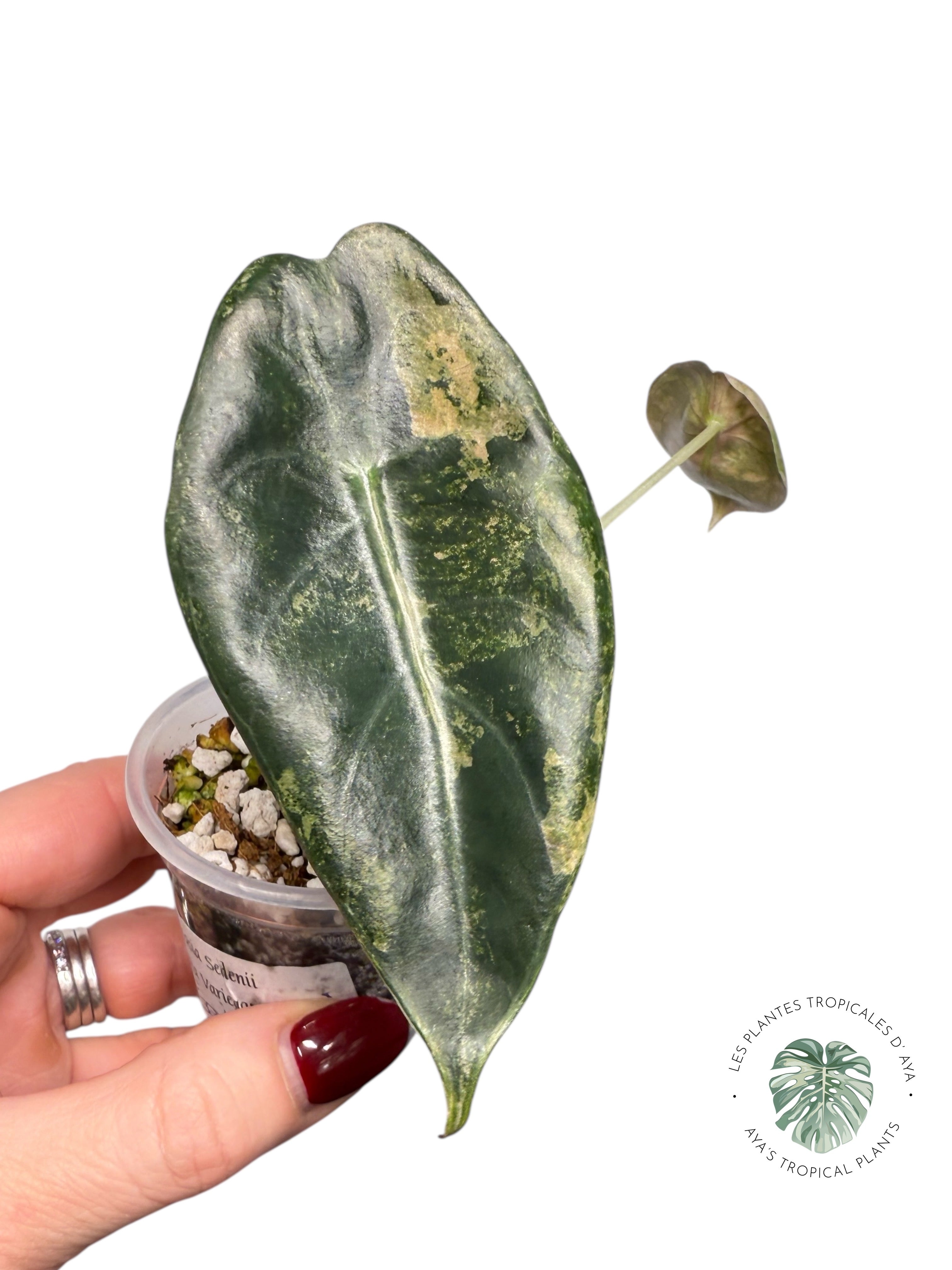 Alocasia Sedenii  Variegated Aurea| Rare TC Plant| Aya's Tropical Plants