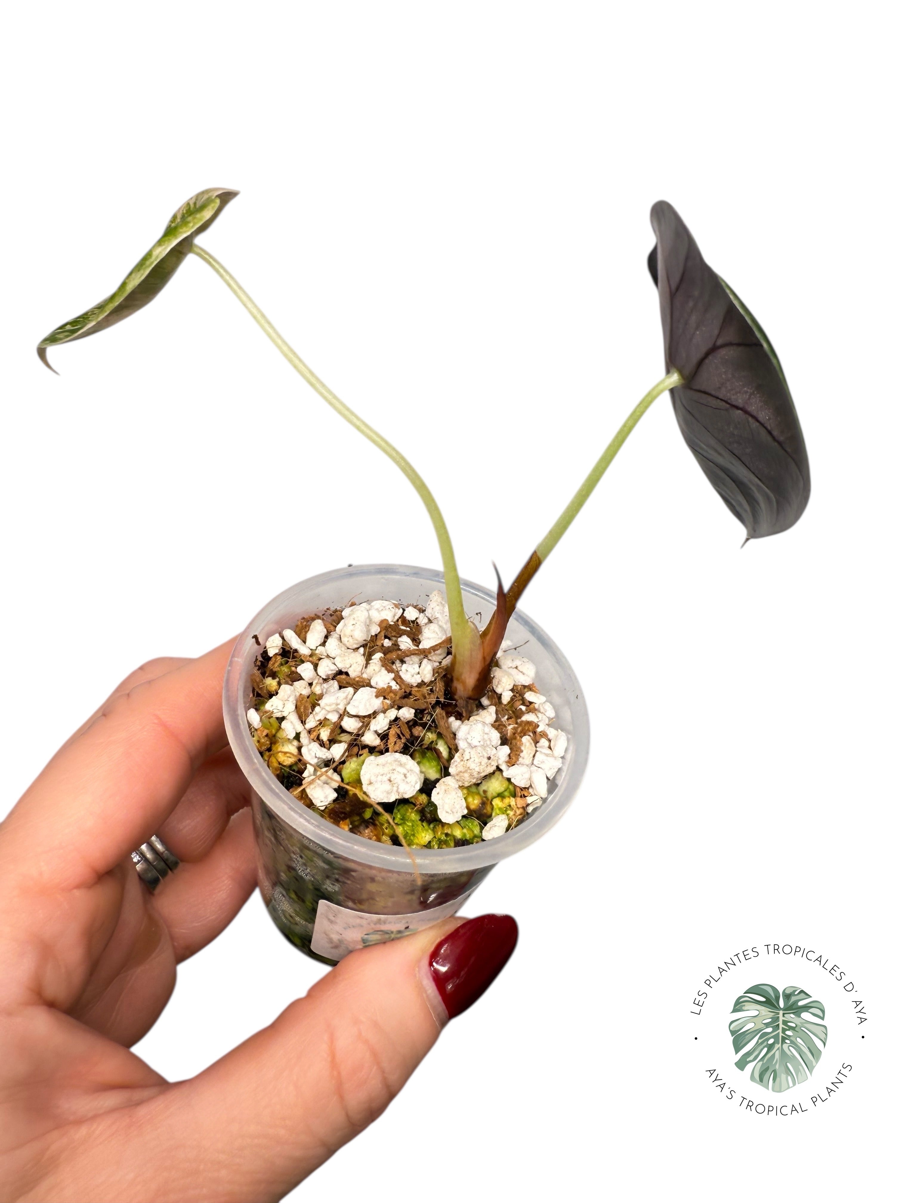 Alocasia Sedenii  Variegated Aurea| Rare TC Plant| Aya's Tropical Plants