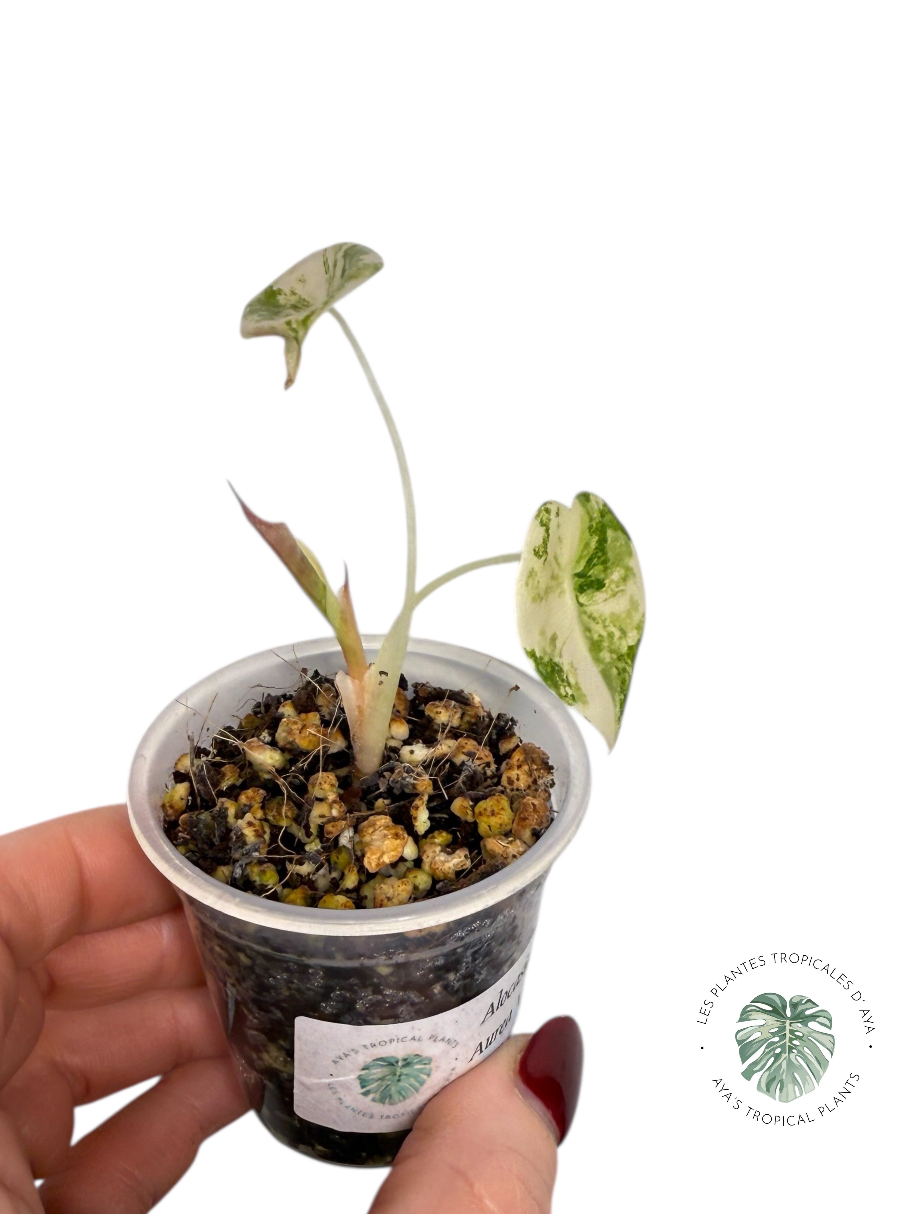 Alocasia Sedenii  Variegated Aurea| Rare TC Plant| Aya's Tropical Plants