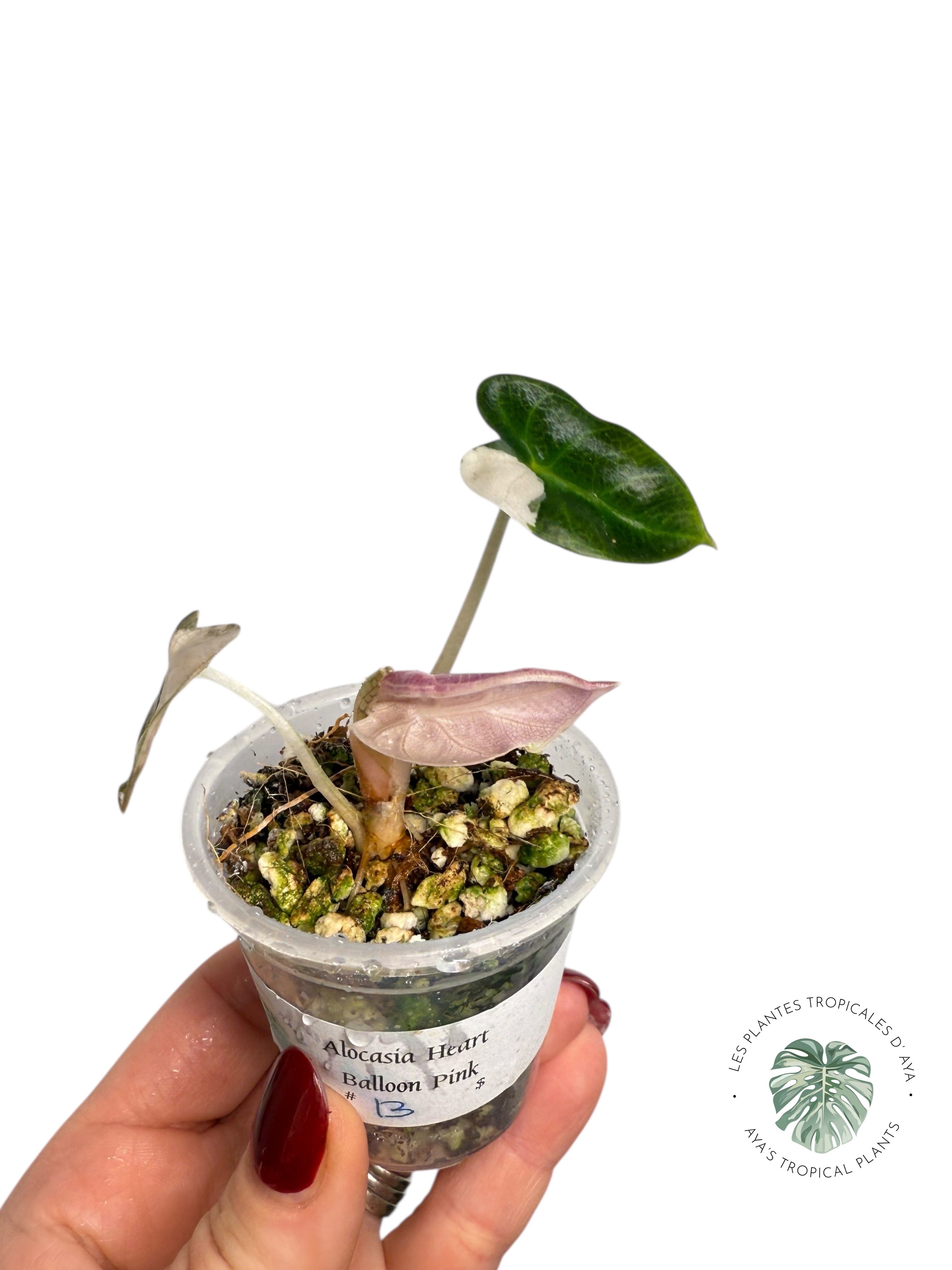 Alocasia Heart Balloon Pink variegated| Rare TC Plant| Aya's Tropical Plants
