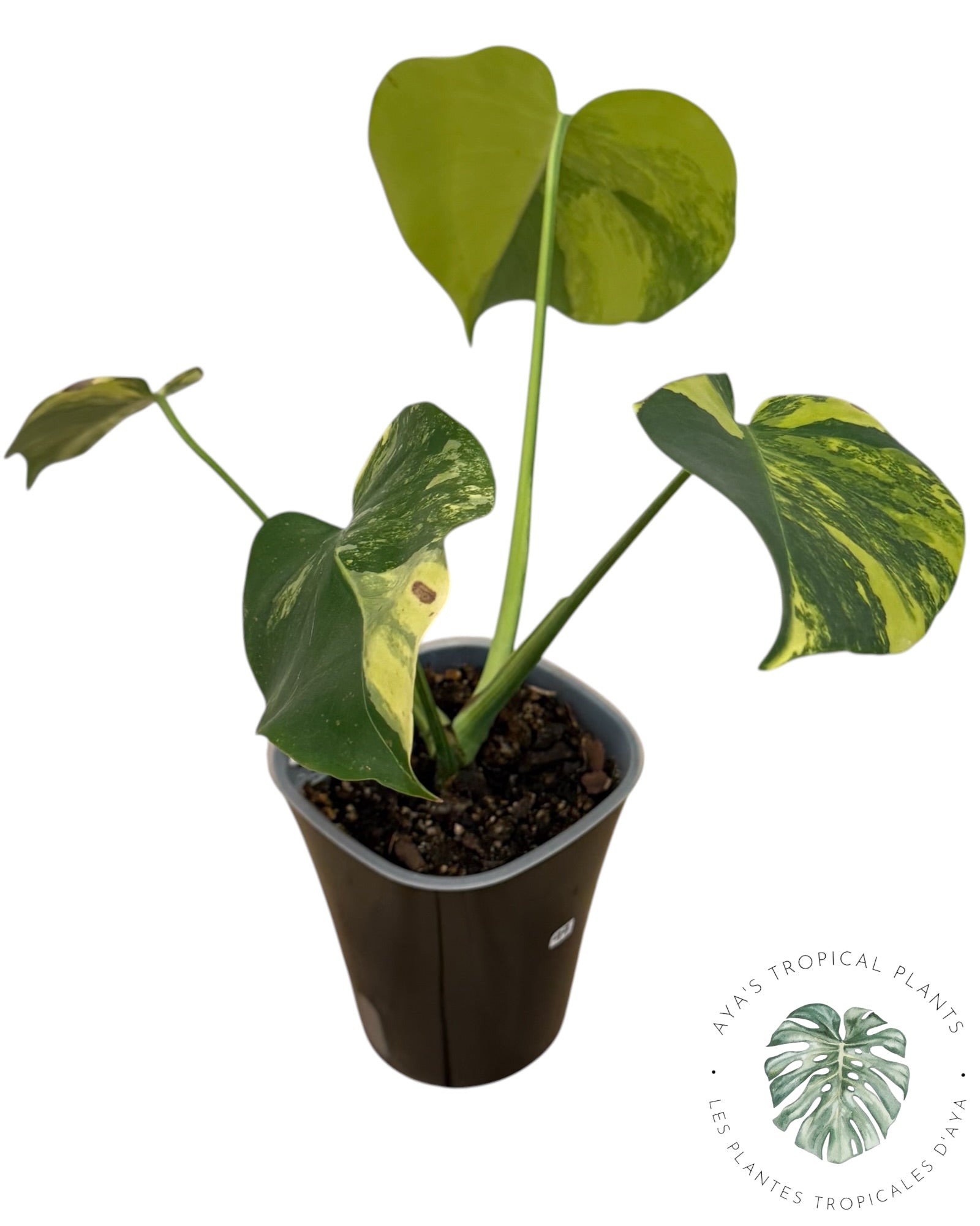 Monstera Deliciosa Pom Pom