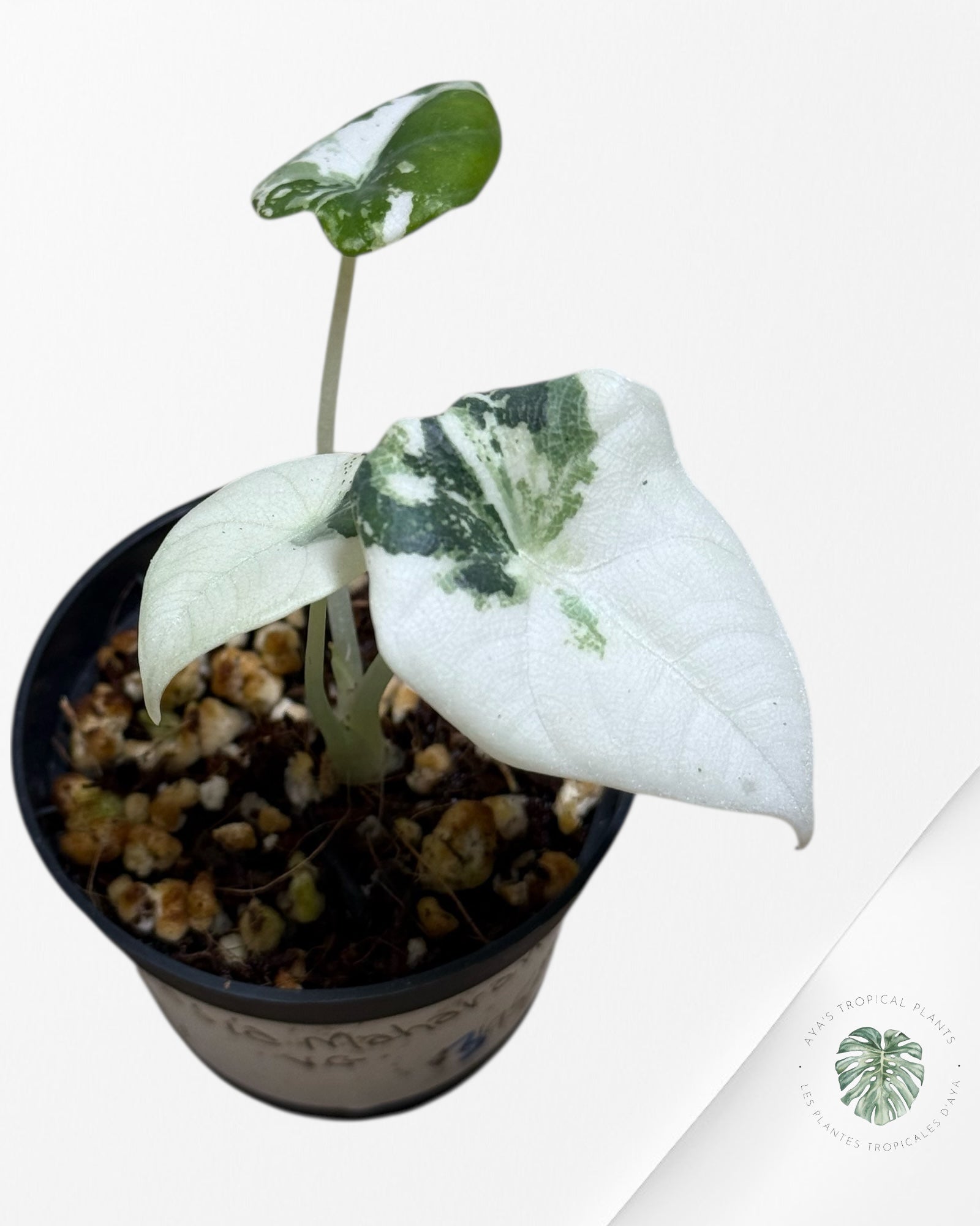 Alocasia Maharani Variegated- TC1