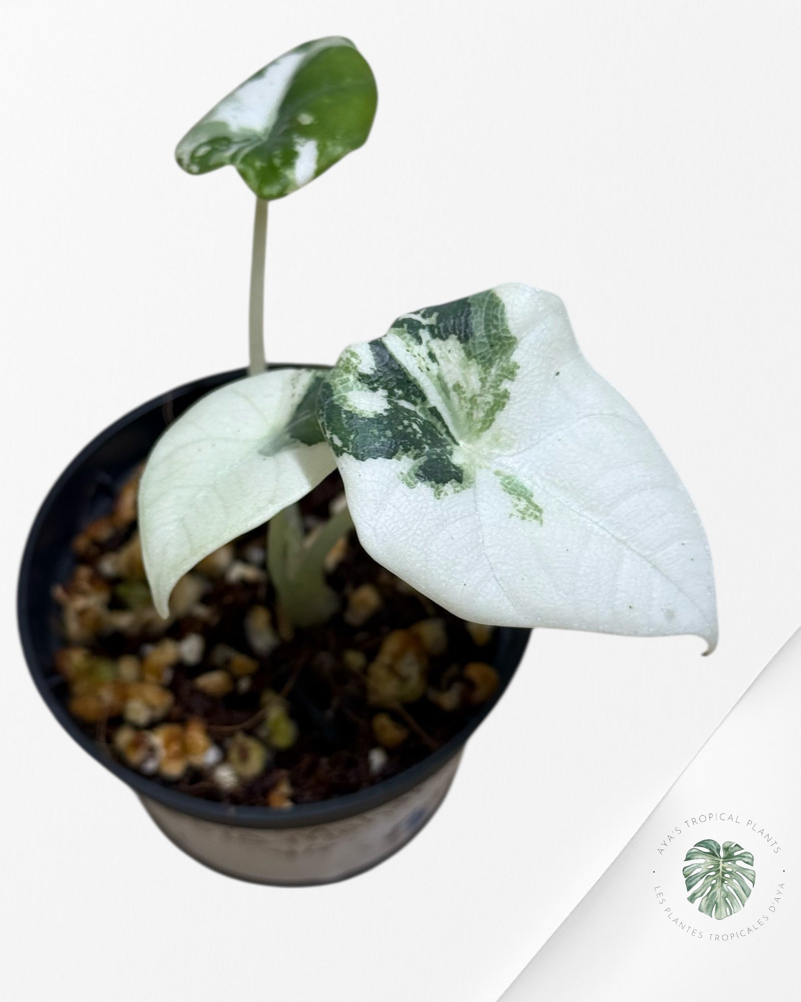 Alocasia Maharani Variegated- TC1