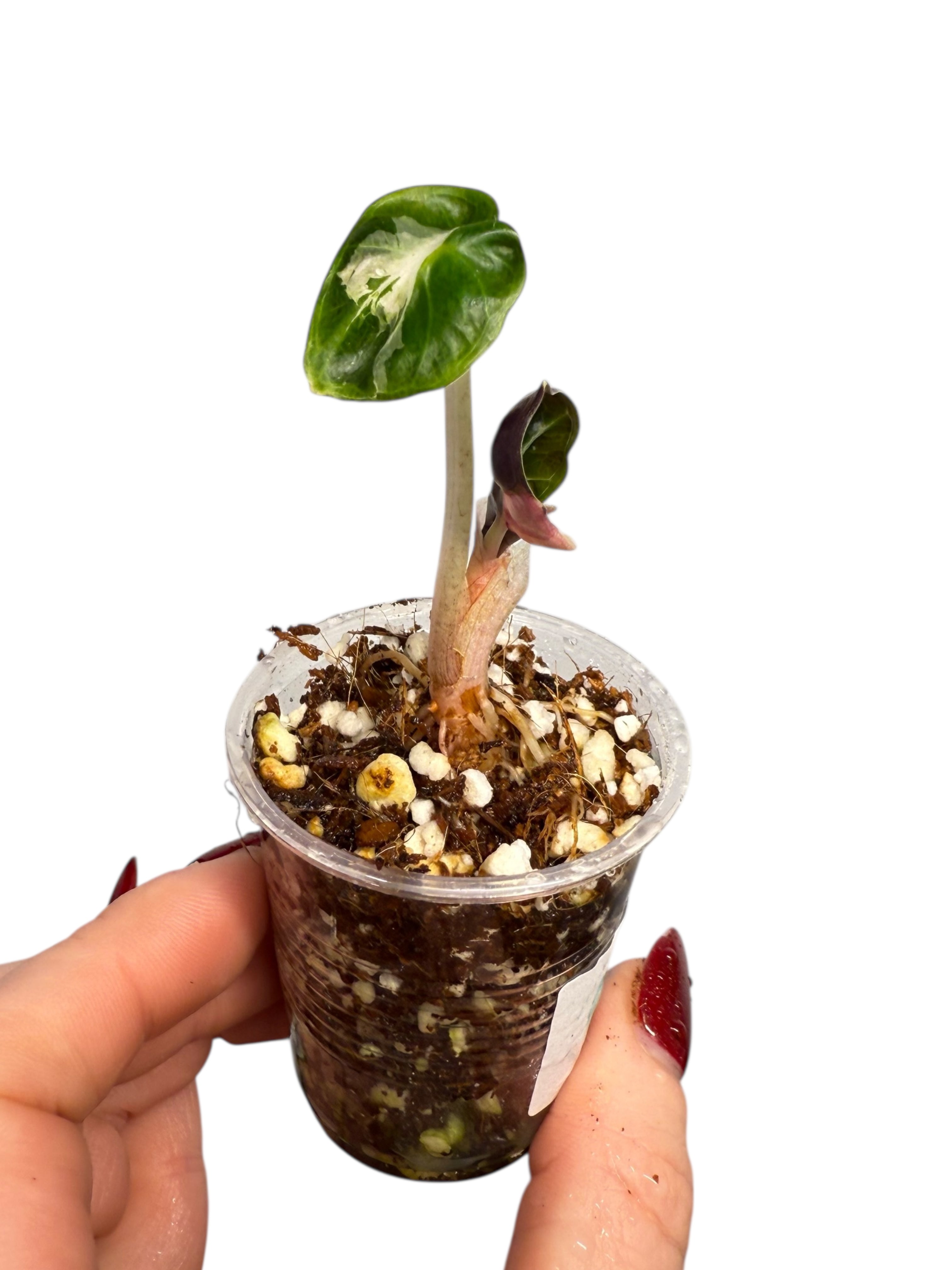 Alocasia Heart Balloon Pink variegated| Rare TC Plant| Aya's Tropical Plants