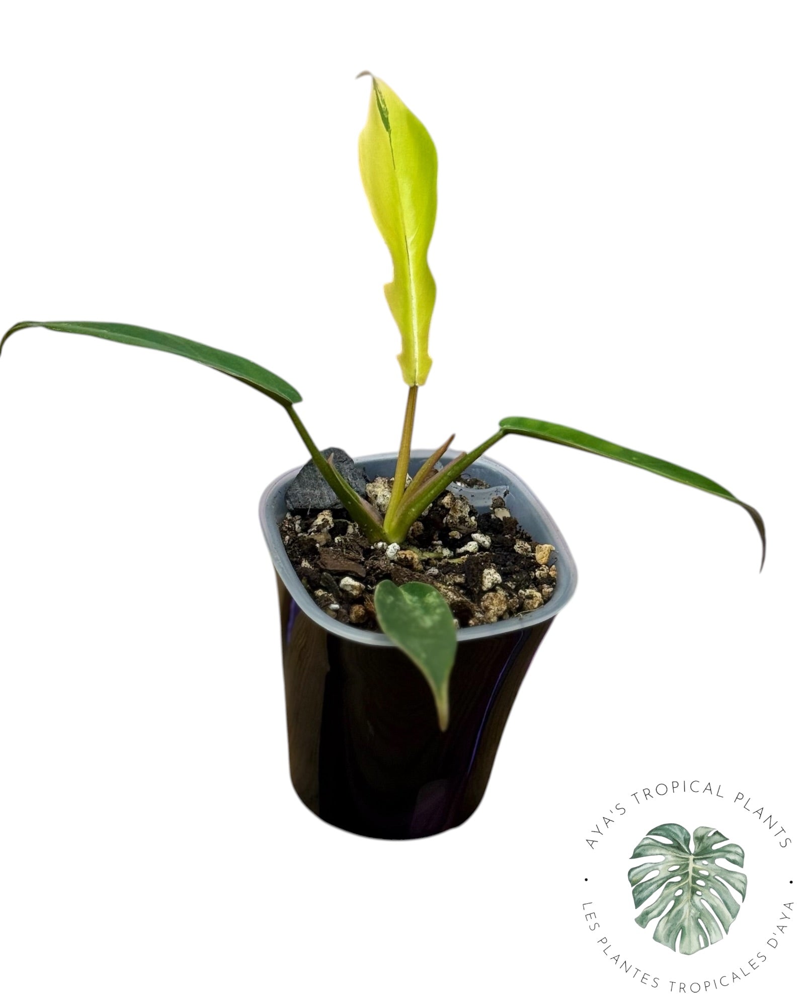 Philodendron Florida Beauty x Tortum