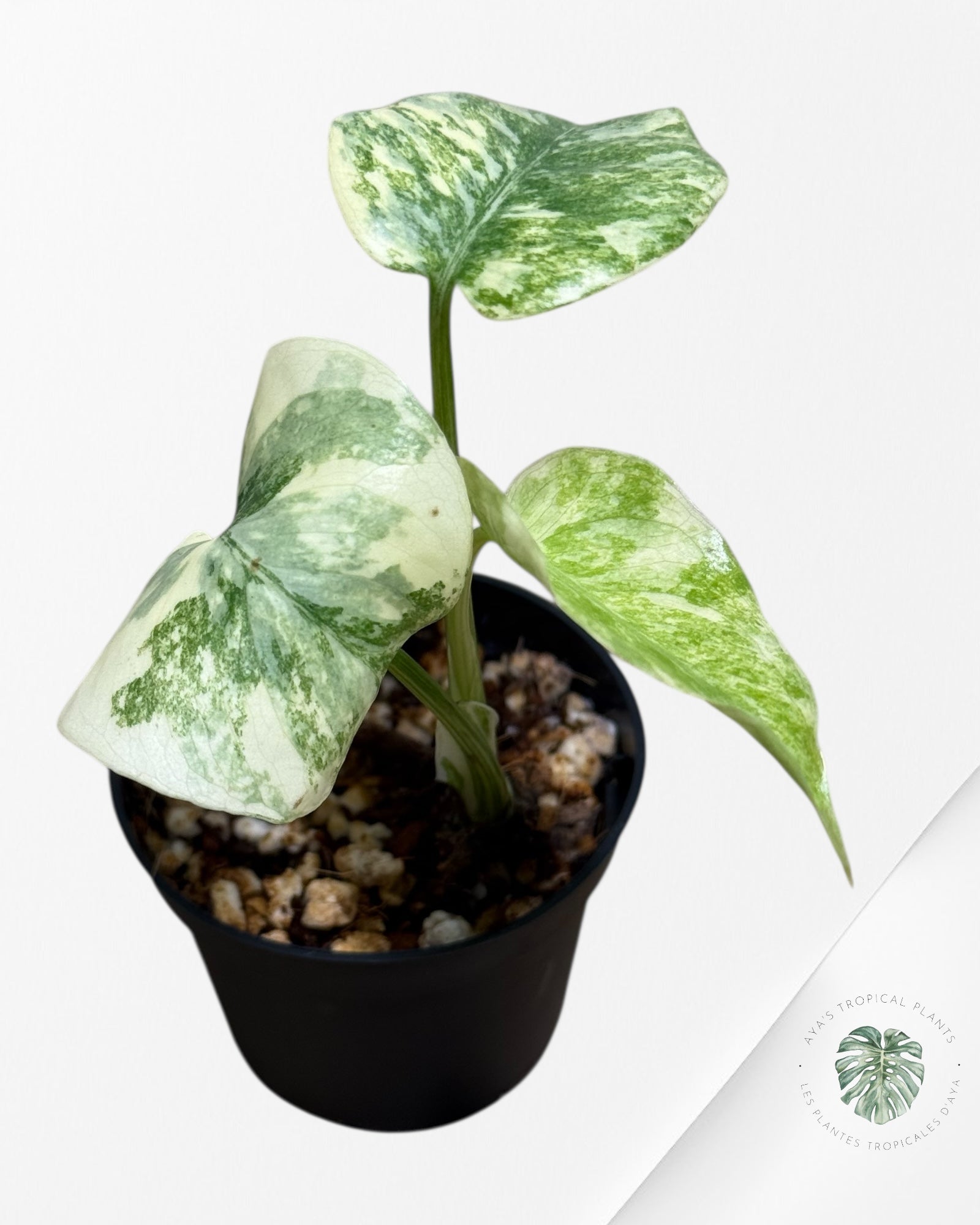 Monstera Legacy ( A grade)