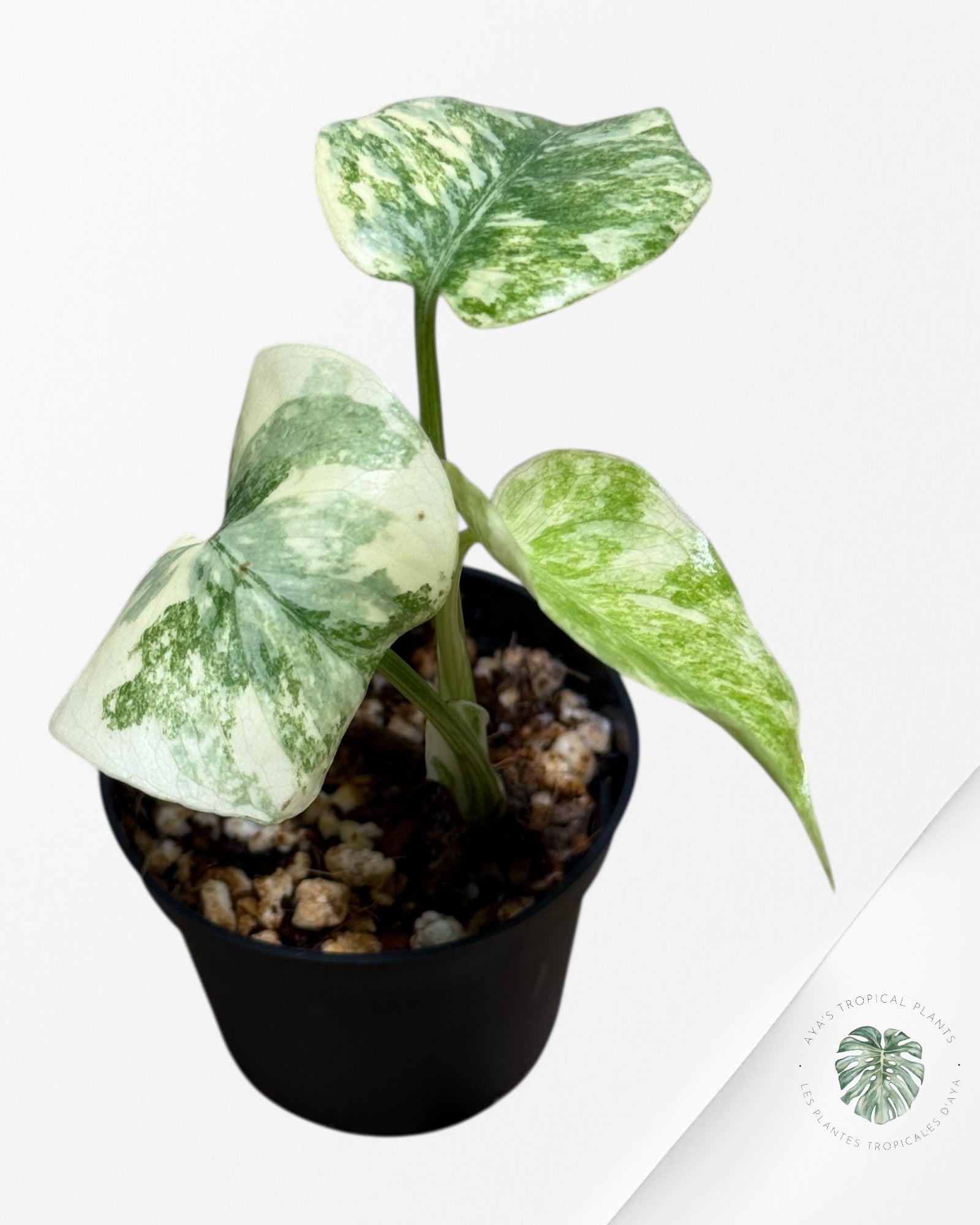 Monstera Legacy ( A grade)