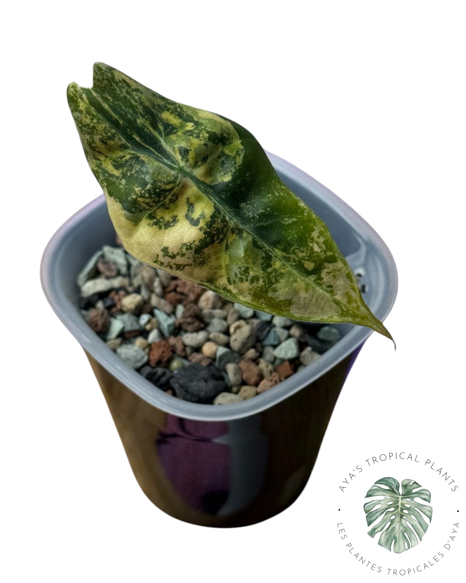 Alocasia Sanderiana 'Bull' Aurea panaché