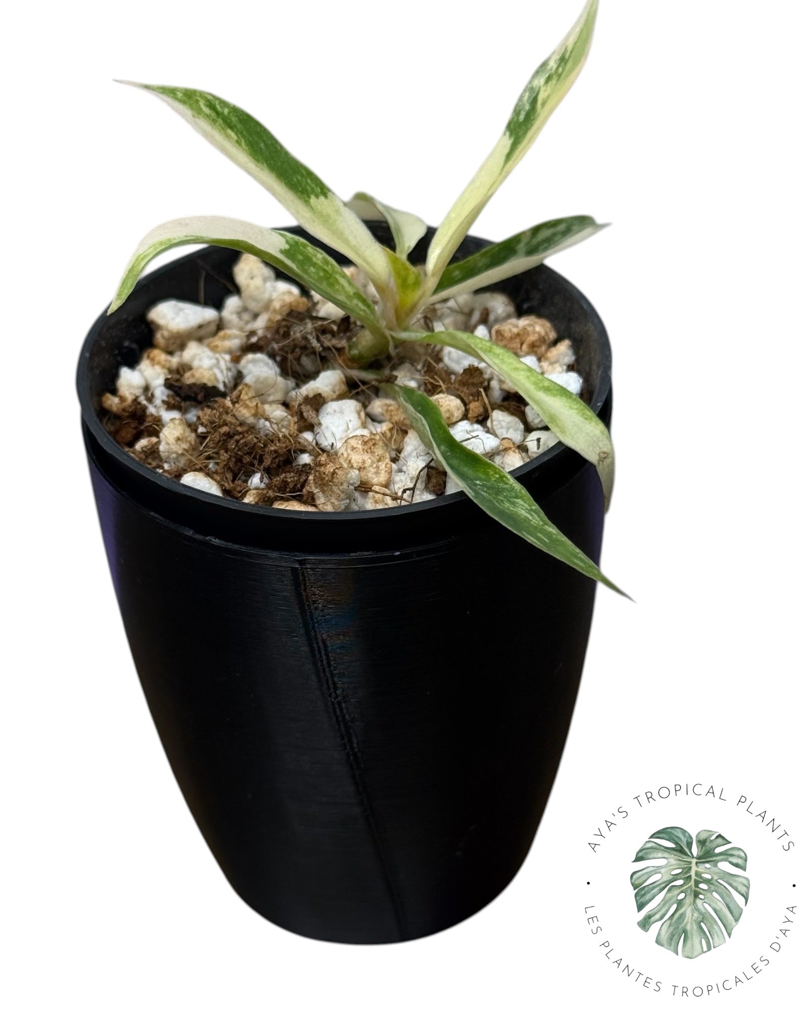 Philodendron Tortum Panaché