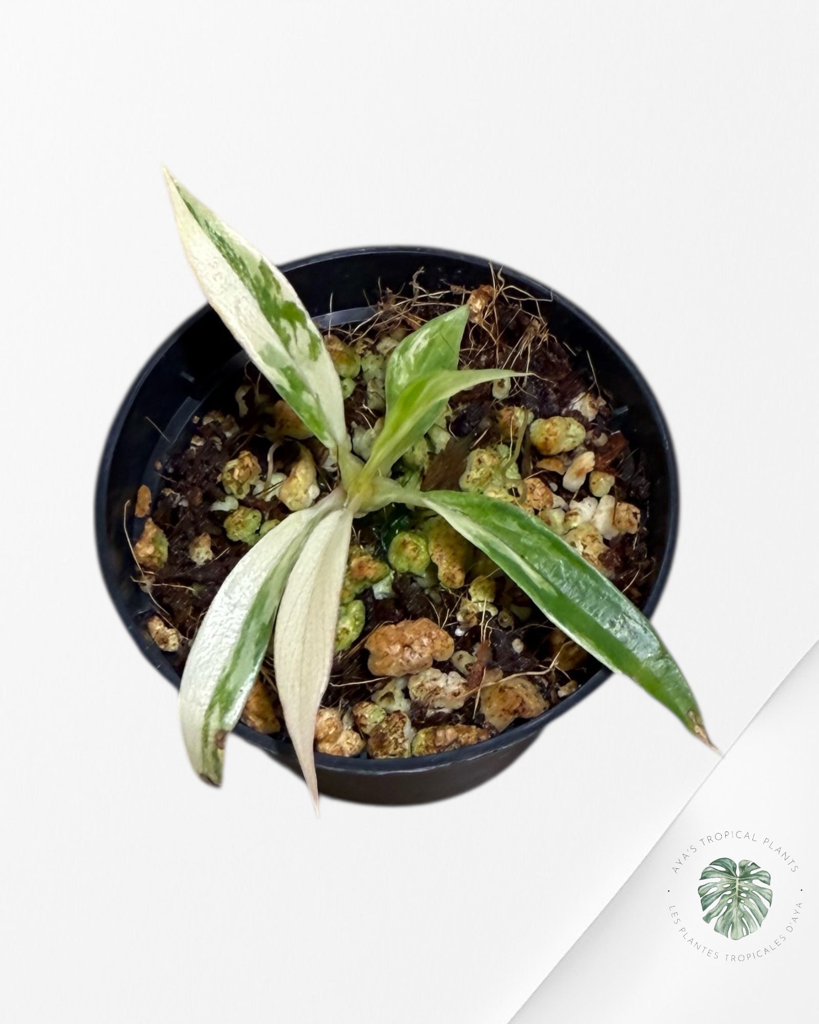 Philodendron Tortum Variegated - TC3