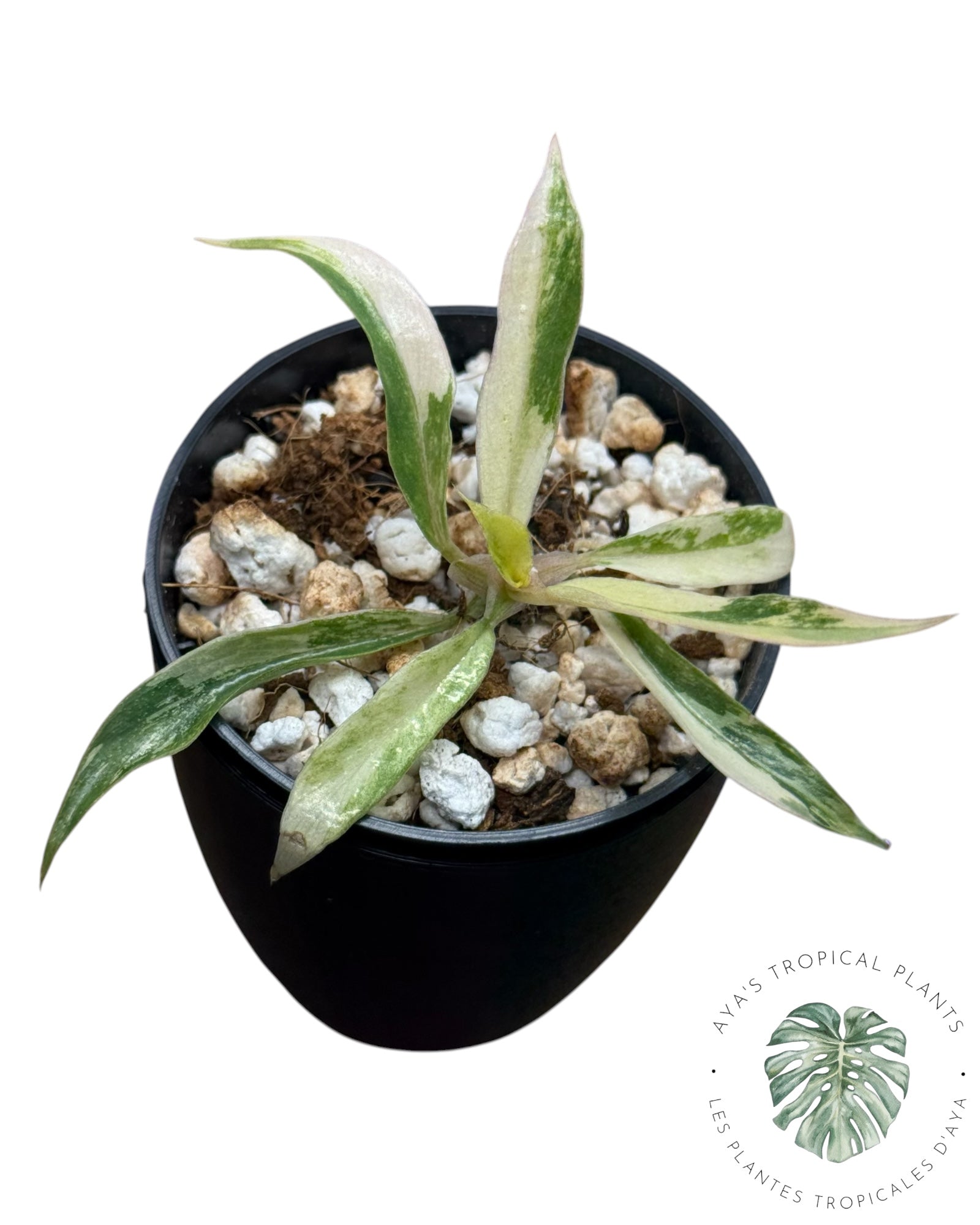Philodendron Tortum Variegated