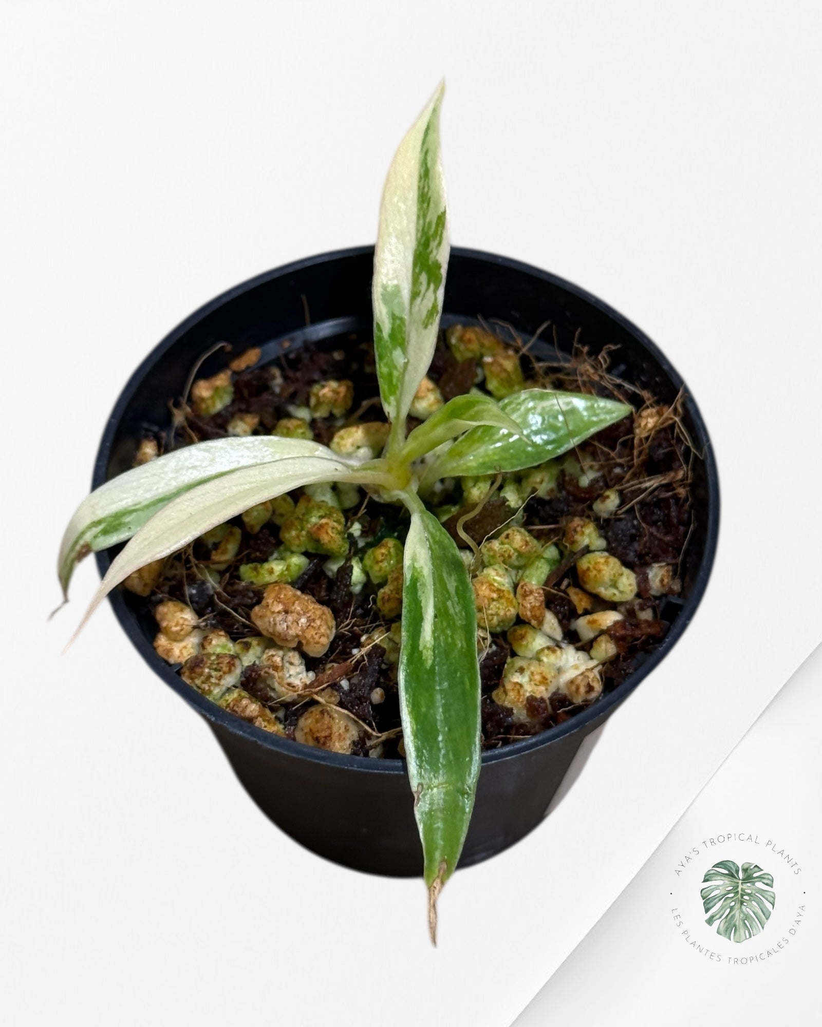 Philodendron Tortum Variegated - TC3