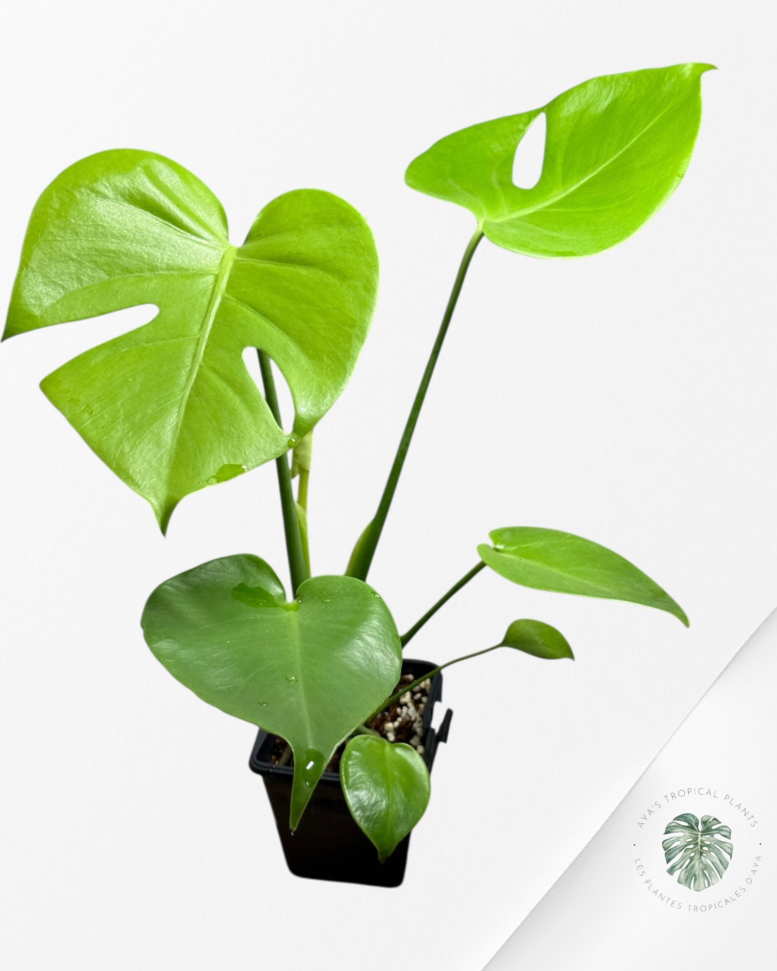 Monstera deliciosa 'Lemon Lime' - 111