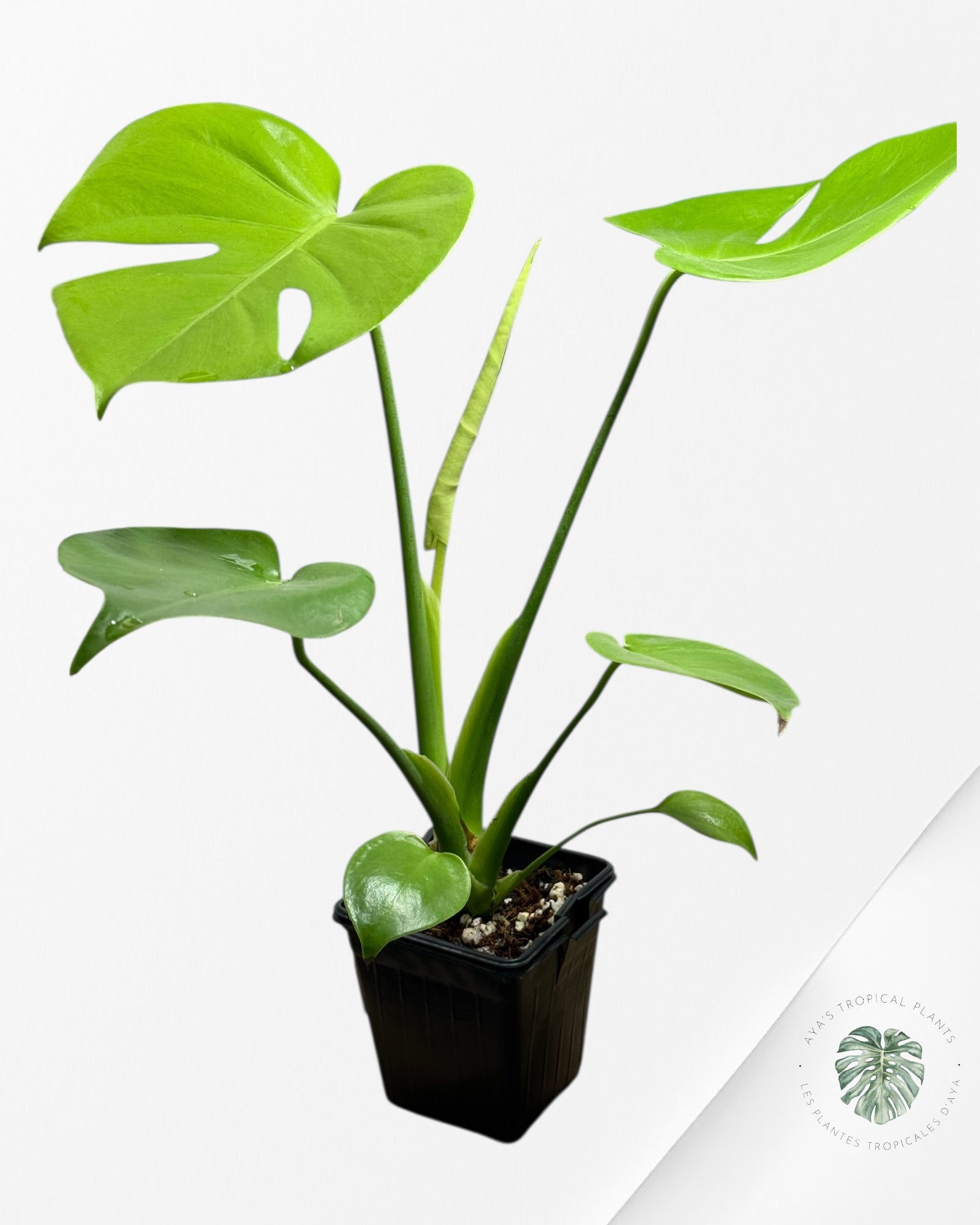 Monstera deliciosa 'Lemon Lime' - 111