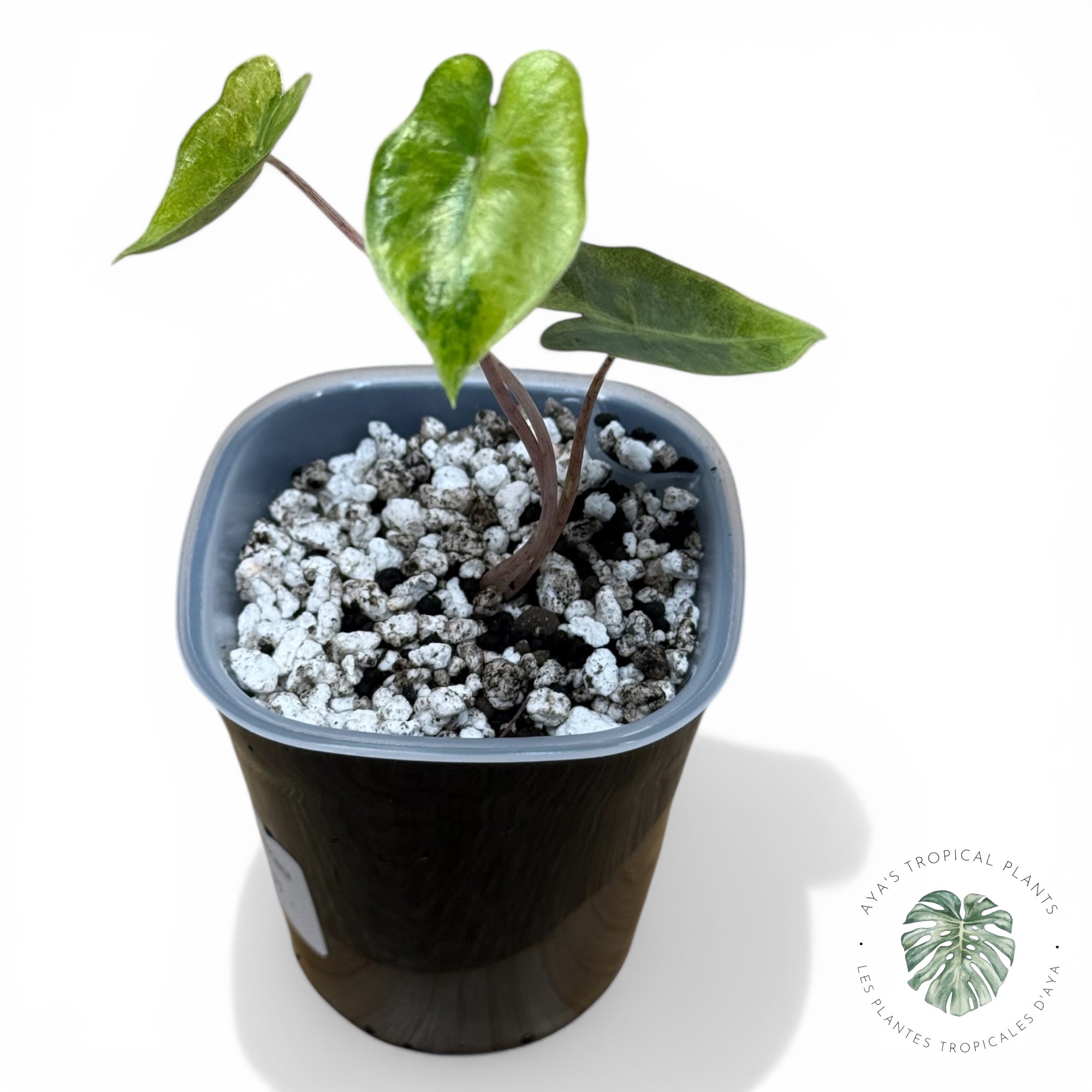 Alocasia Pseudo-Sanderiana Aurea Variegated