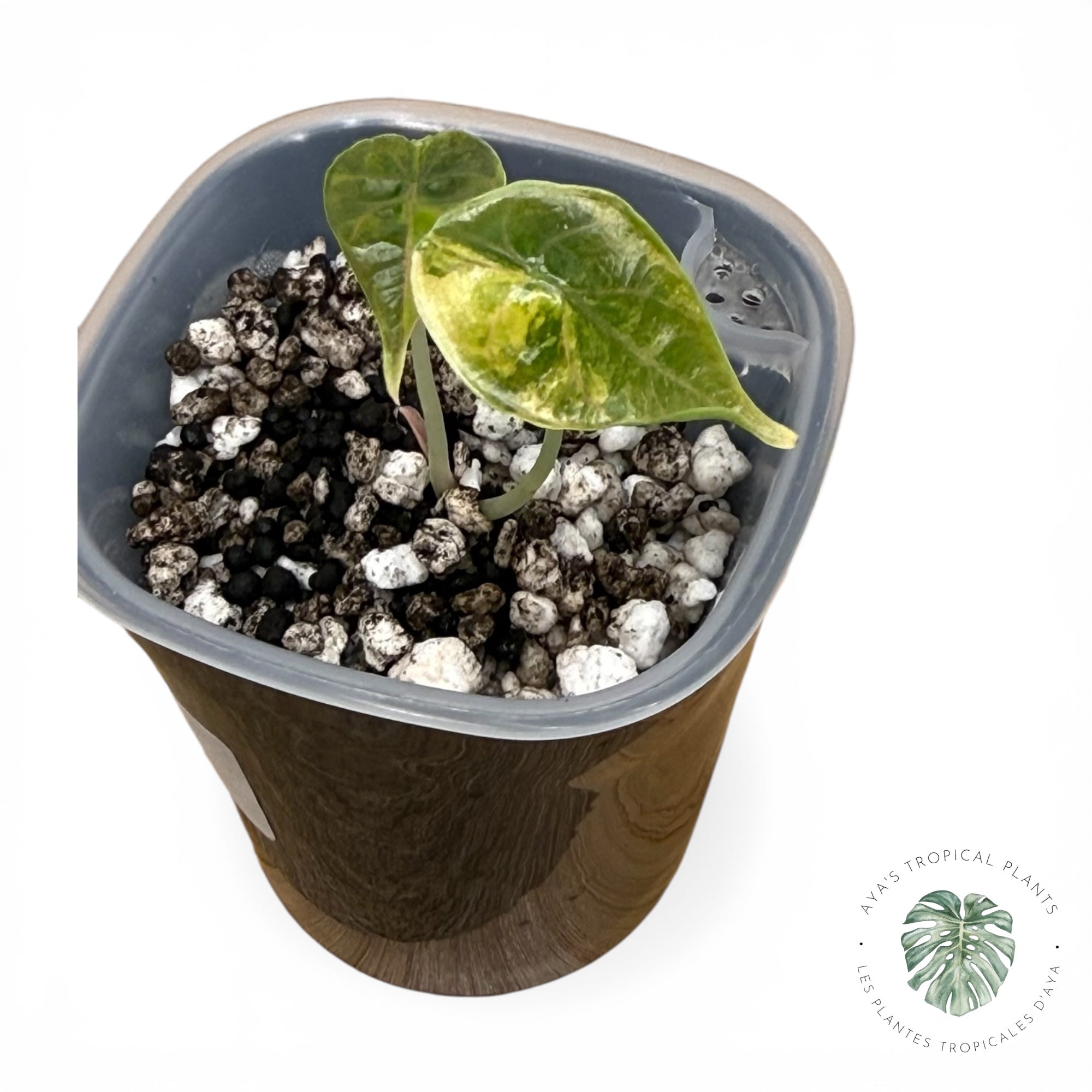 Alocasia Azlanii Aurea Variegated