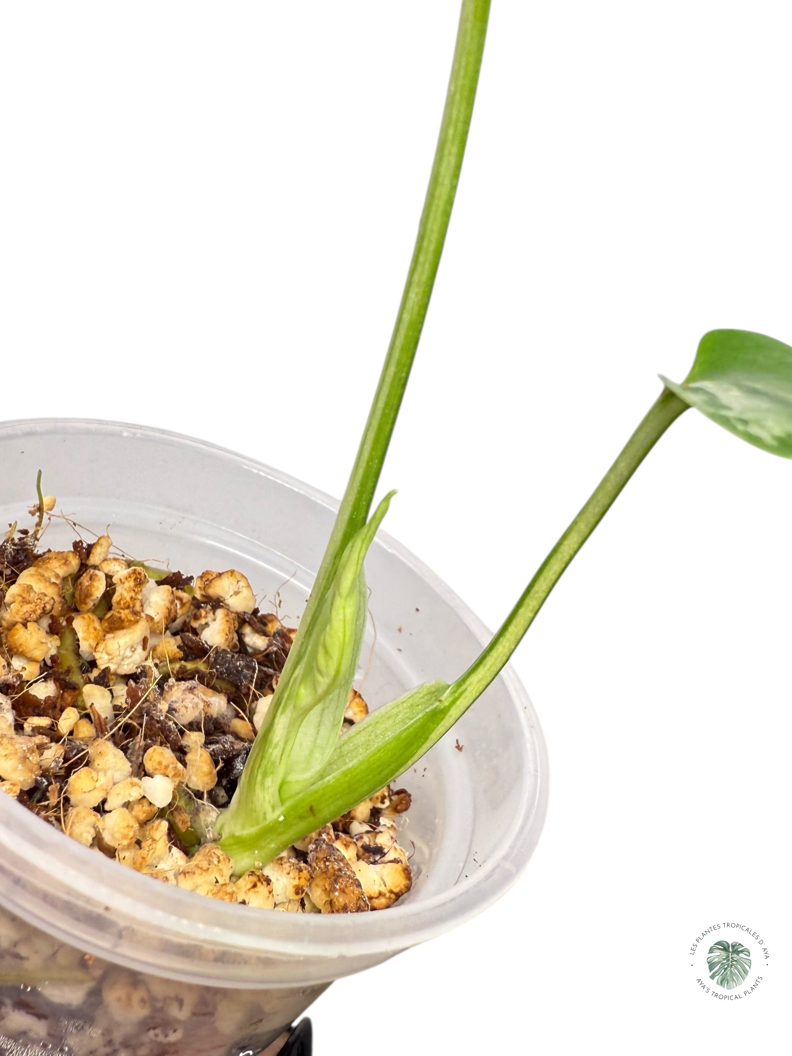 Monstera Deliciosa Bulbasaur | Rare TC Plant| Aya's Tropical Plants