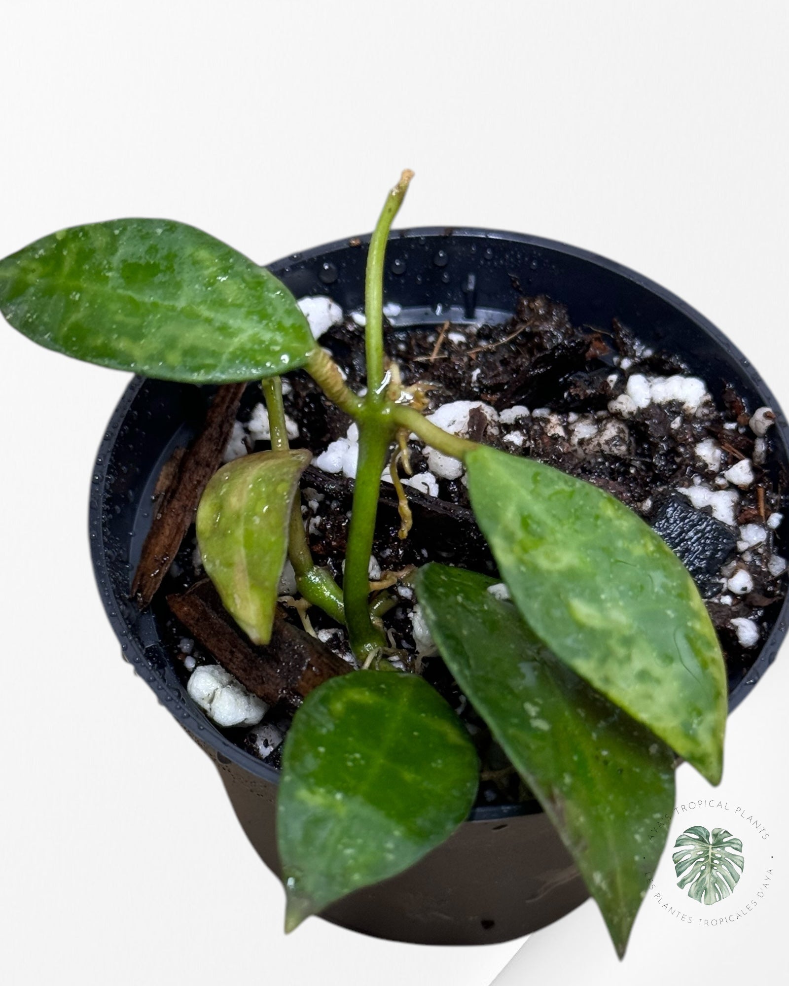 Hoya Lacunosa Amarillo-LL