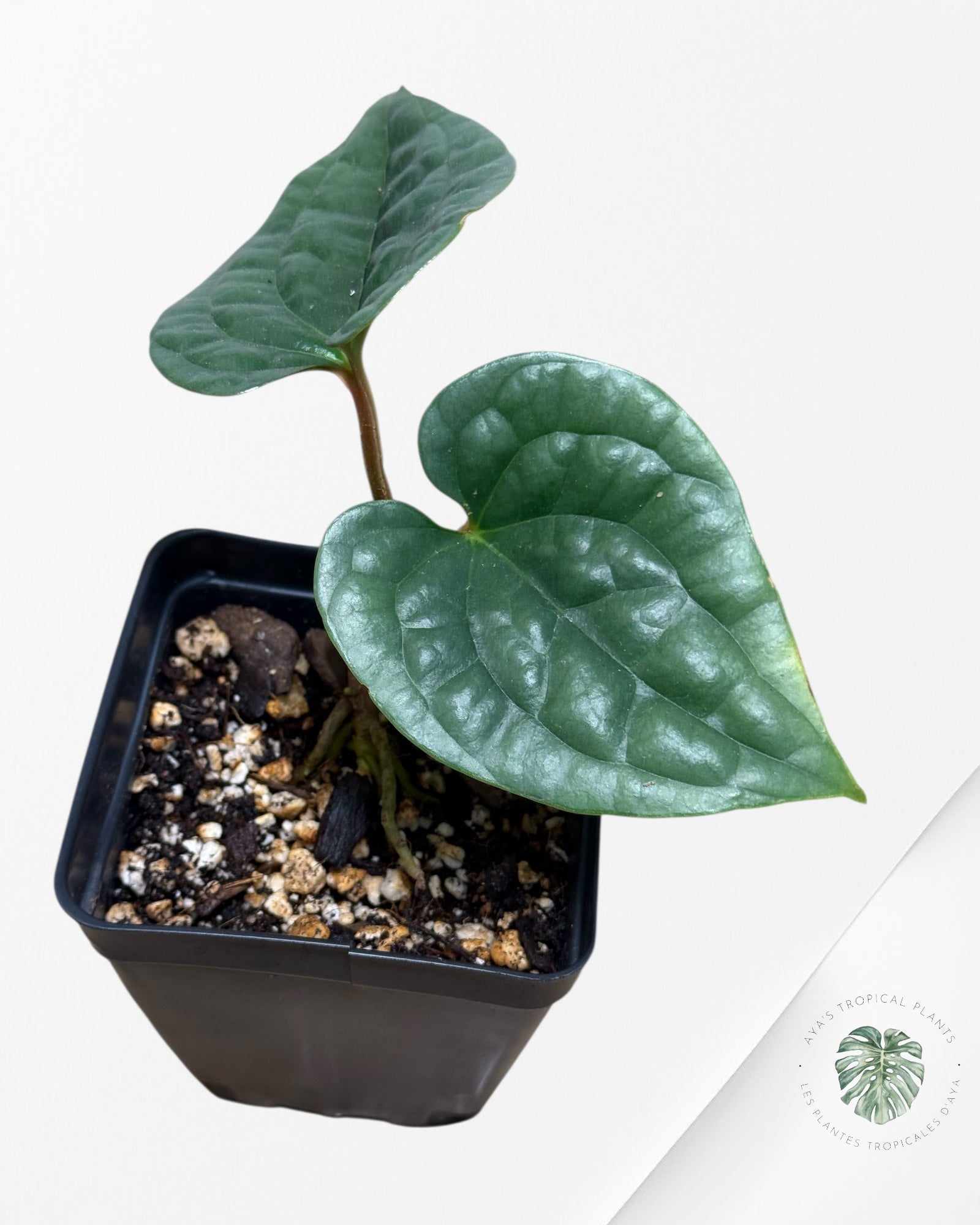 Anthurium luxurians 'Platinum' 12