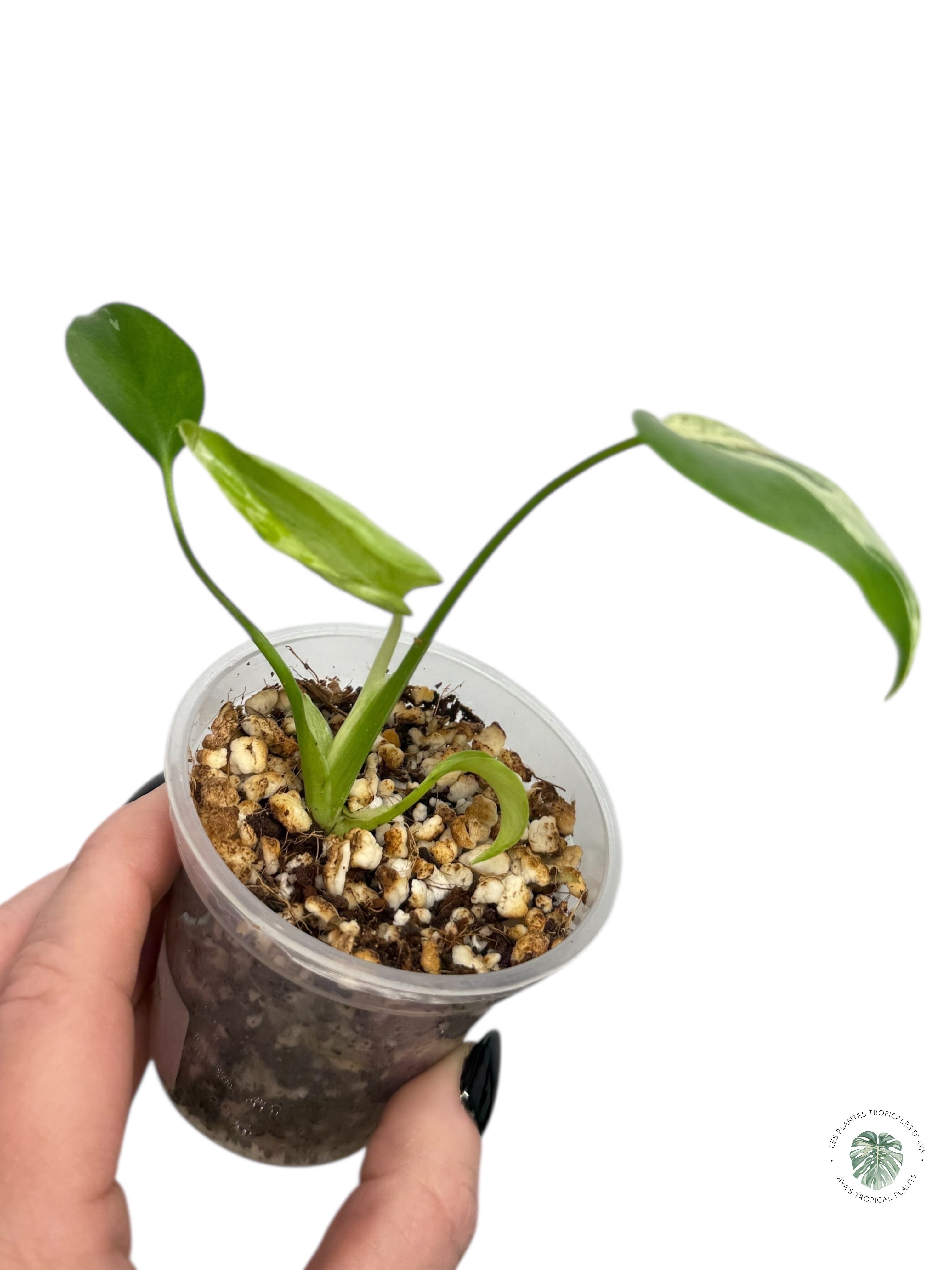 Monstera Deliciosa Bulbasaur | Rare TC Plant| Aya's Tropical Plants