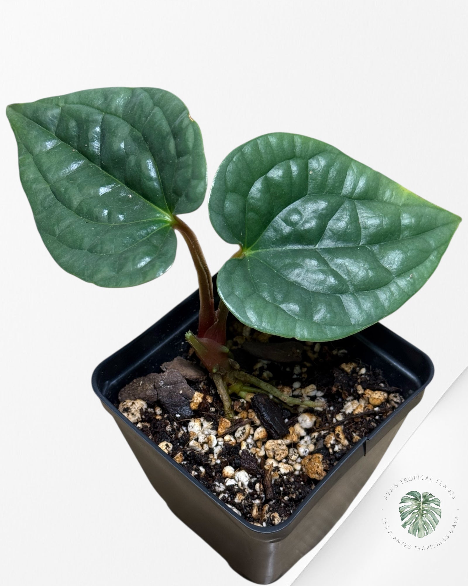 Anthurium luxurians 'Platinum' 12