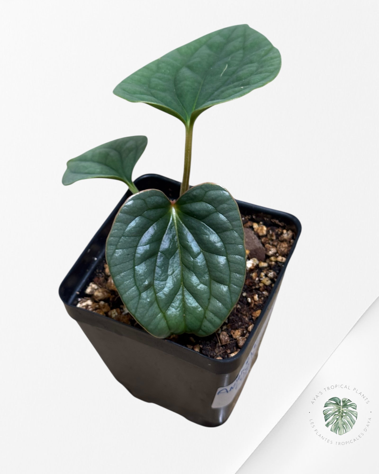 Anthurium luxurians 'Platinum' A