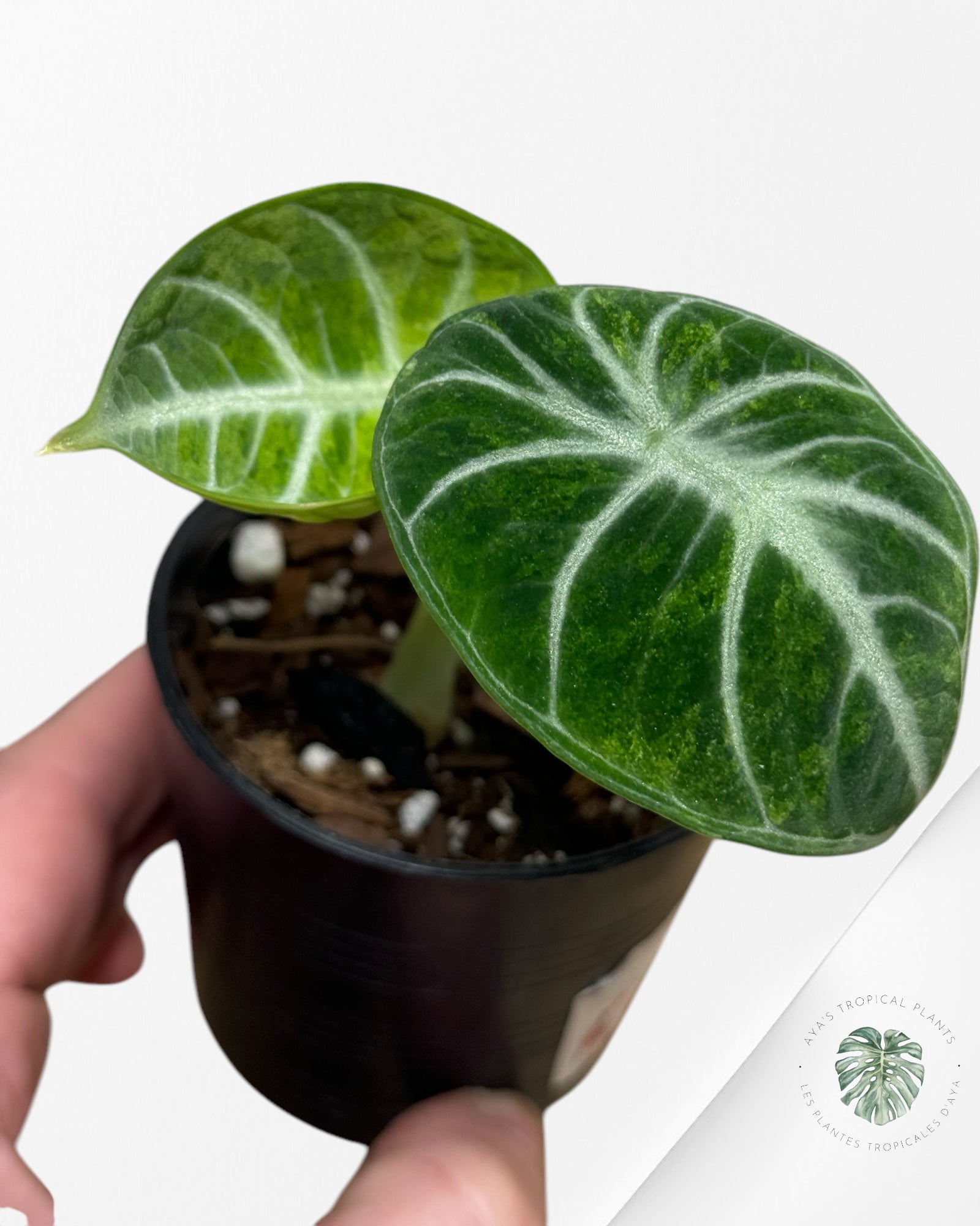 Alocasia Ninja Tricolor-C