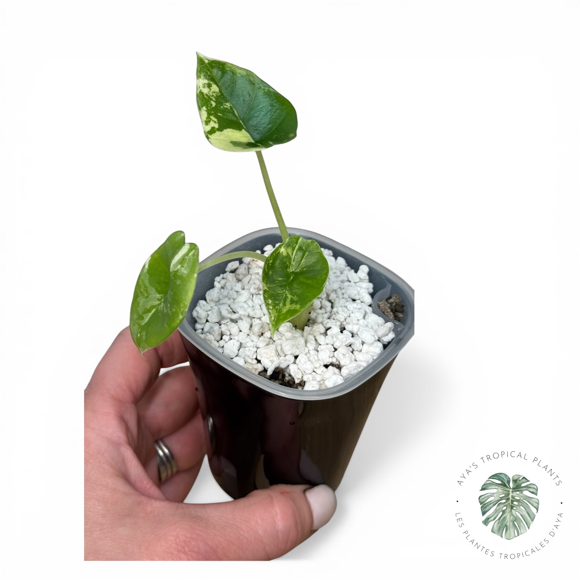 Alocasia Bisma Platinum Albo Variegated