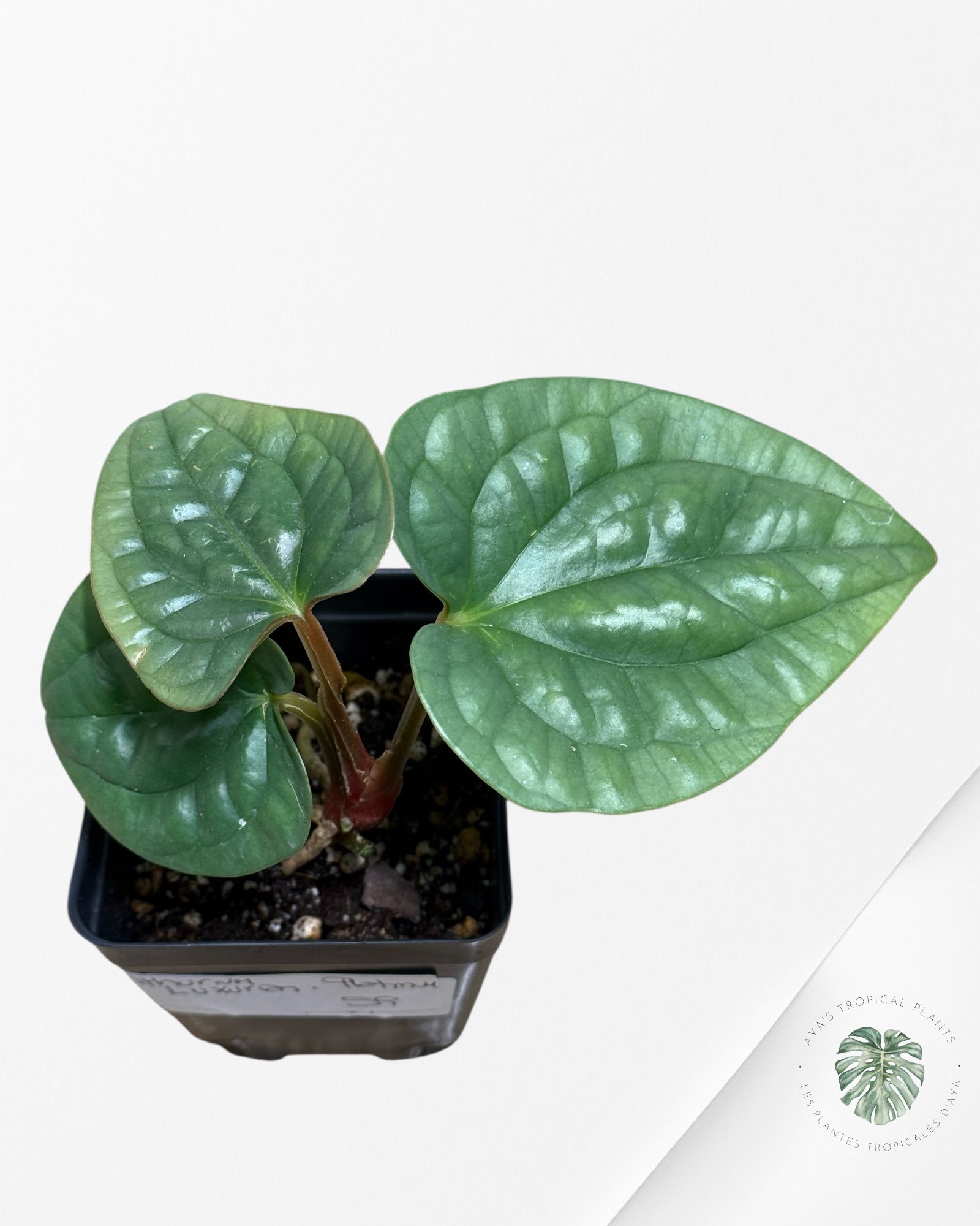 Anthurium luxurians 'Platinum' 13